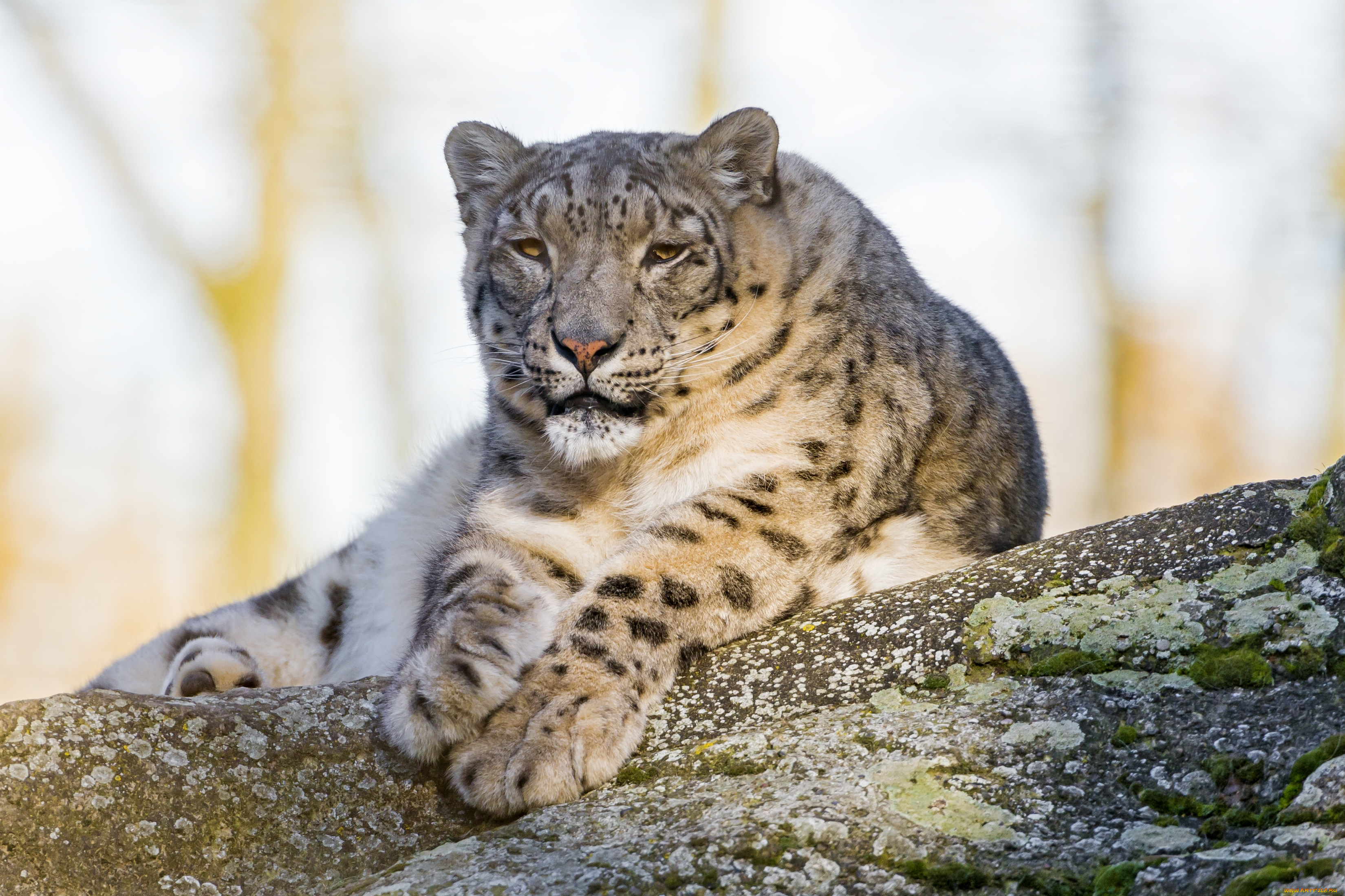 животные, снежный, барс, , ирбис, барс