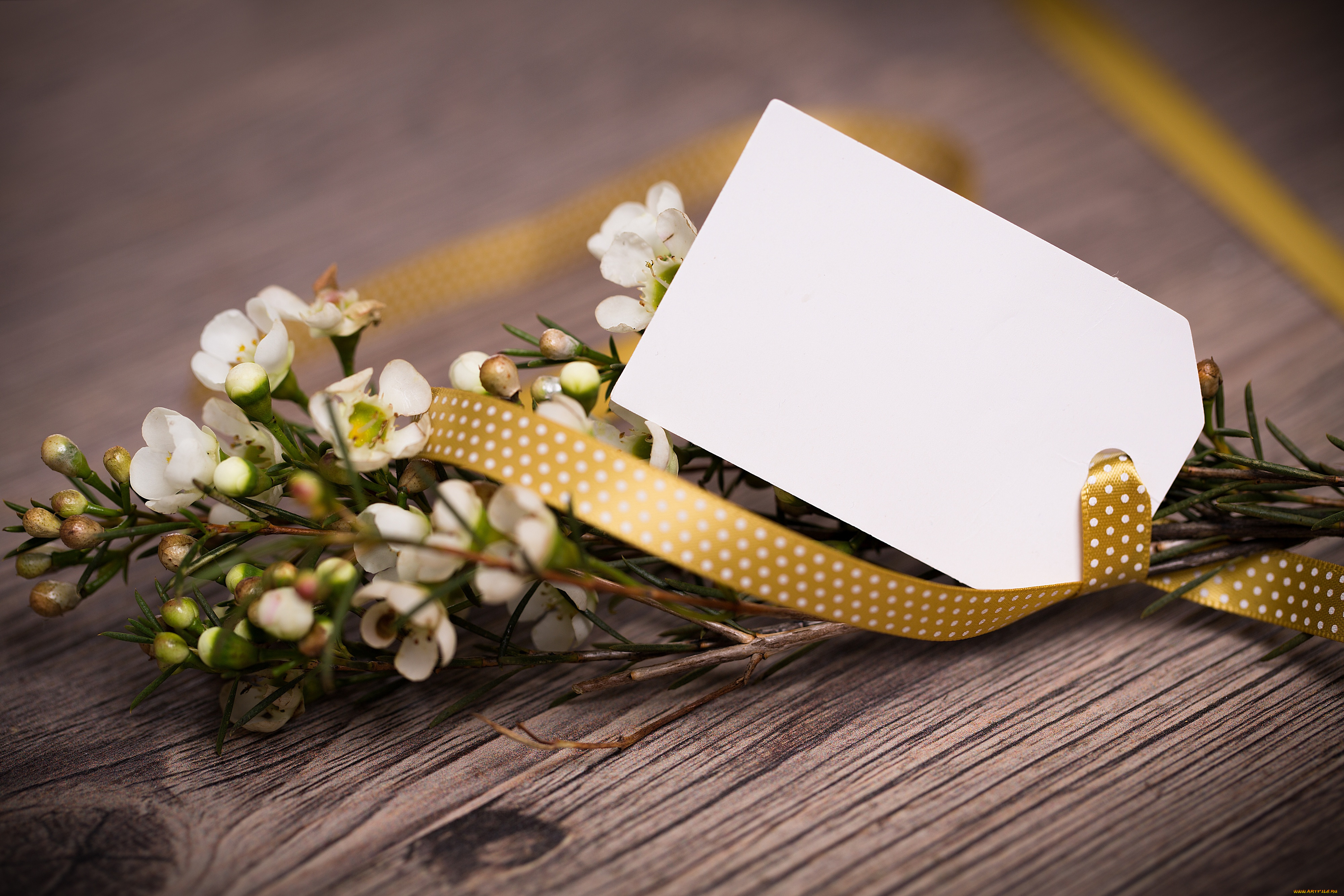 цветы, цветущие, деревья, , , кустарники, открытка