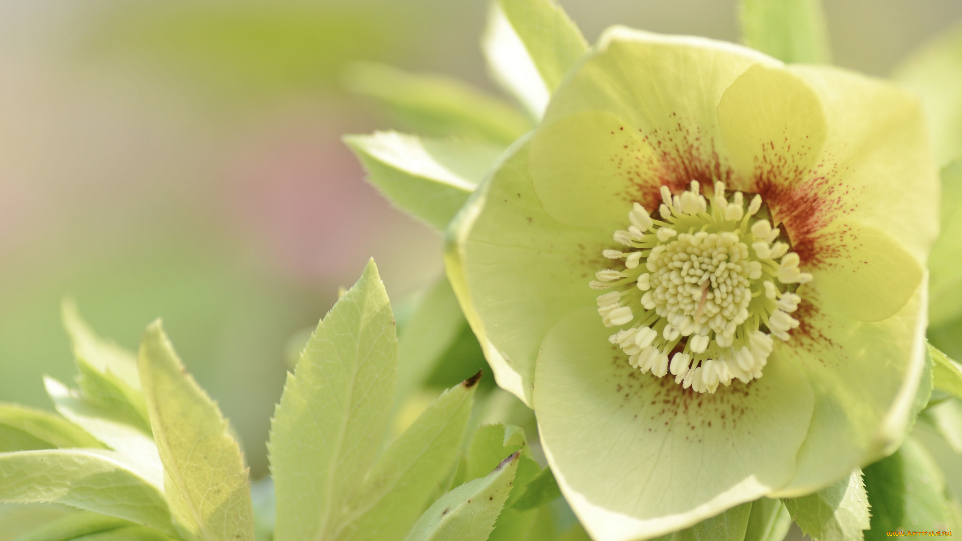 цветы, геллеборус, , морозник, цветок, листья, макро, зелёный