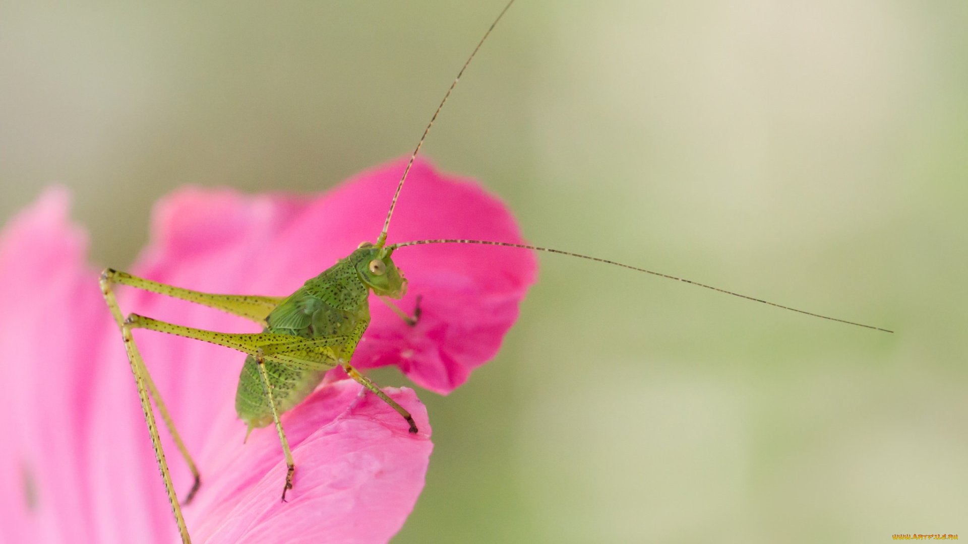 животные, кузнечики, , саранча, фон, макро, цветок, лепестки, кузнечик, усы