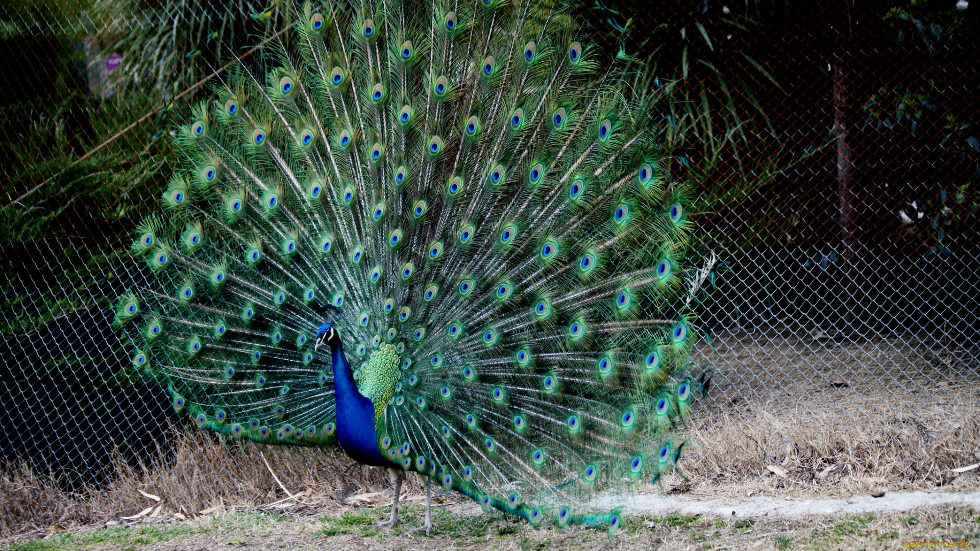 животные, павлины, перья, хвост