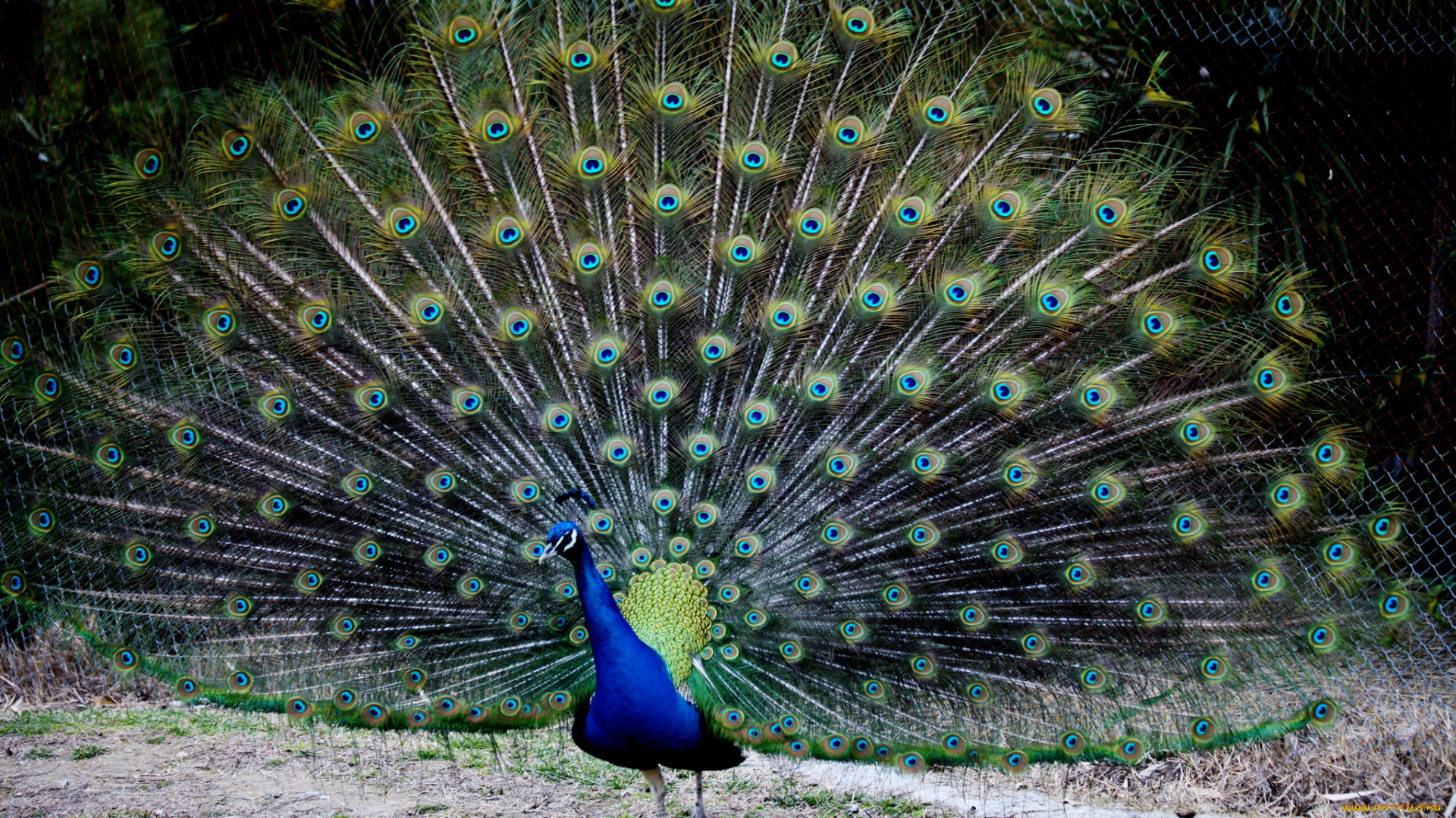 животные, павлины, перья, хвост