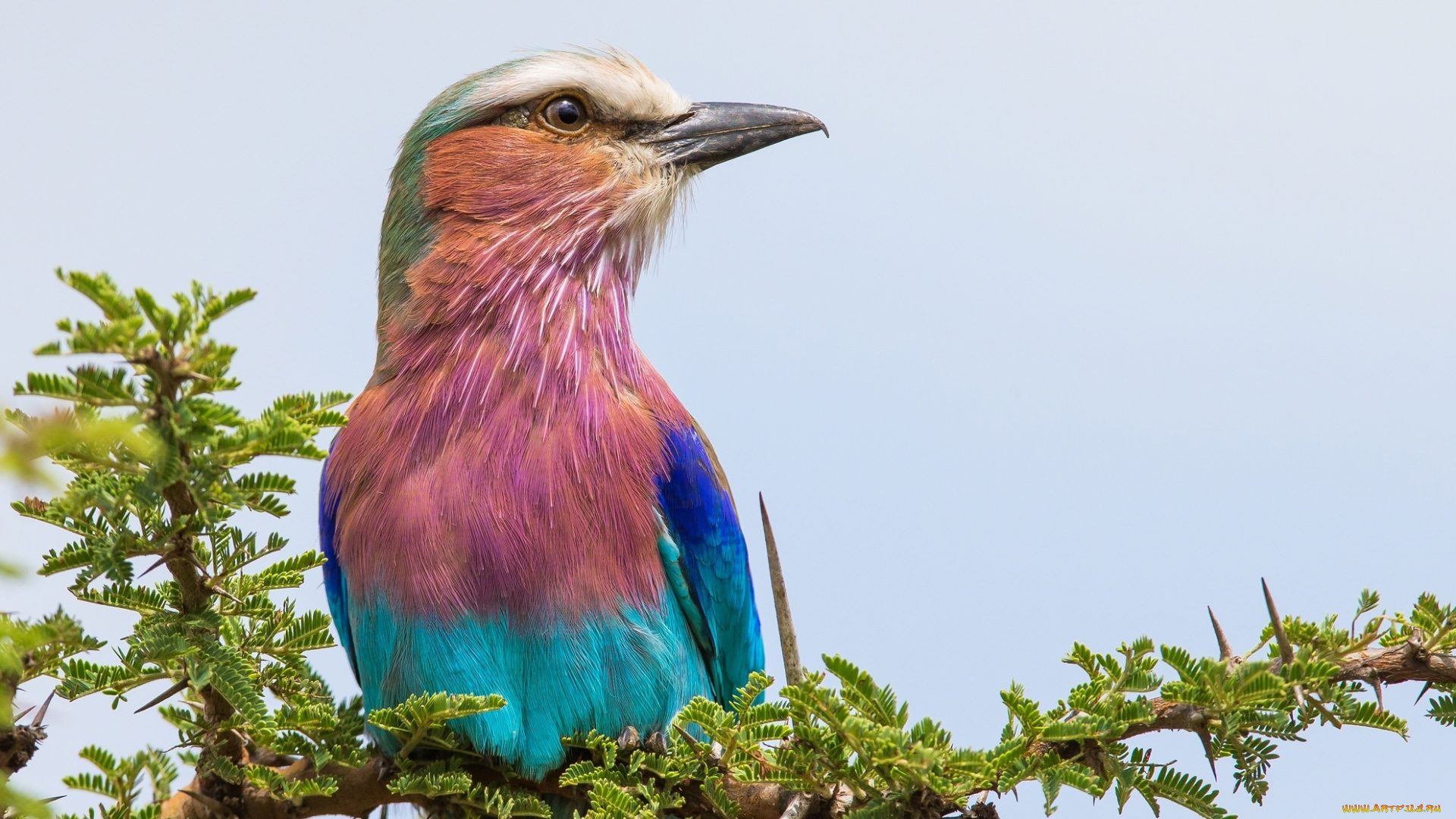 животные, птицы, птица, яркая, пестрая
