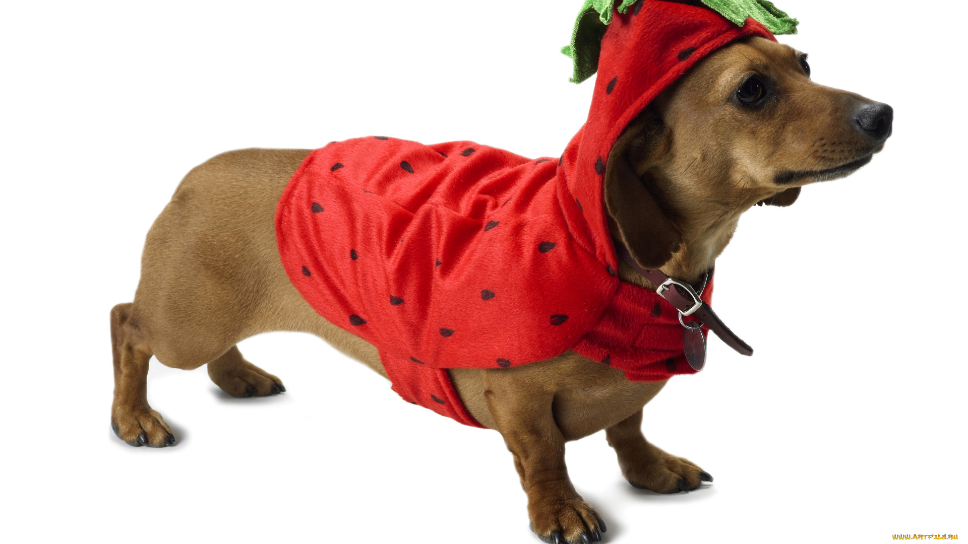 животные, собаки, костюм, собака, такса