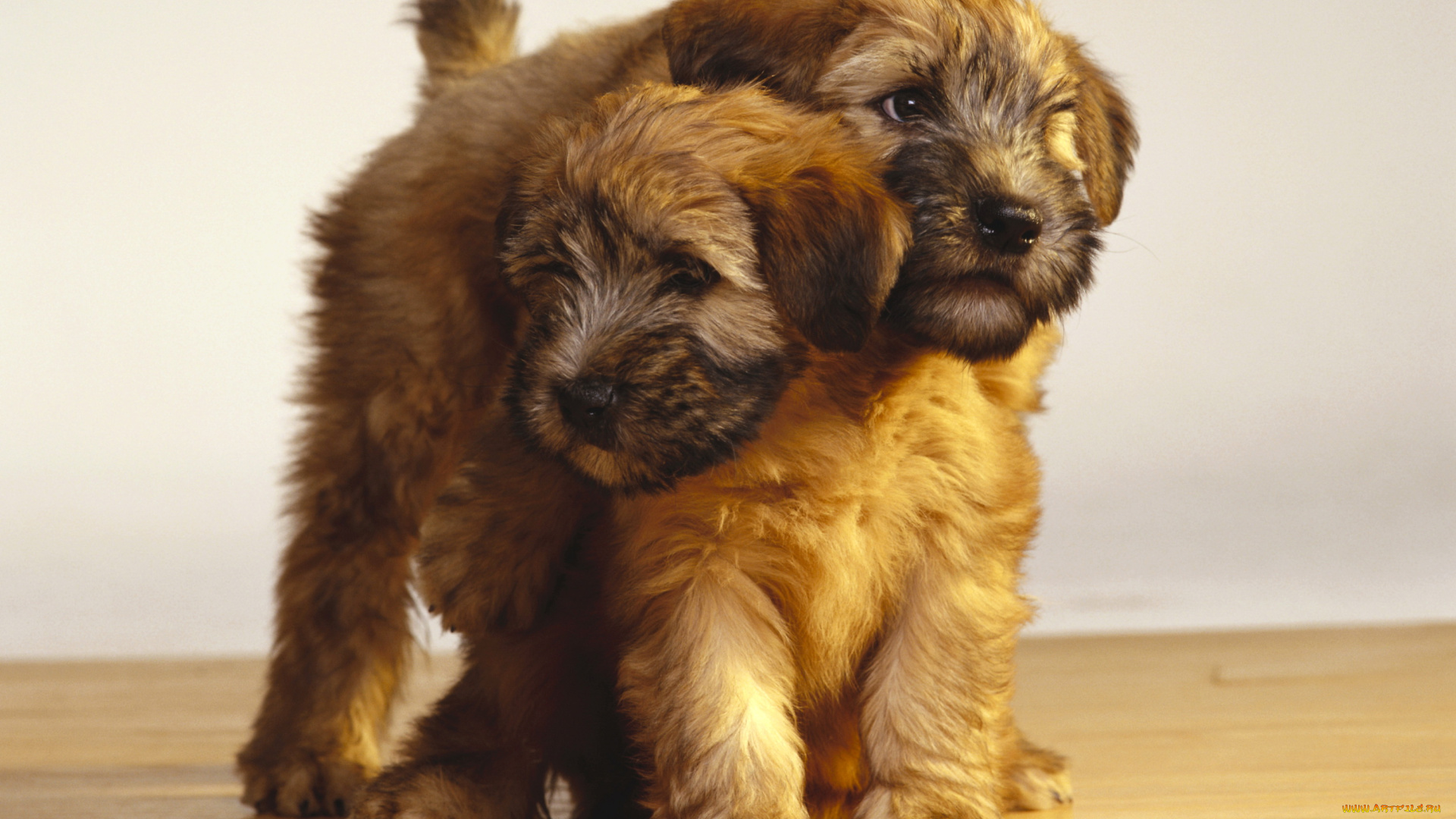 животные, собаки, щенки, двое