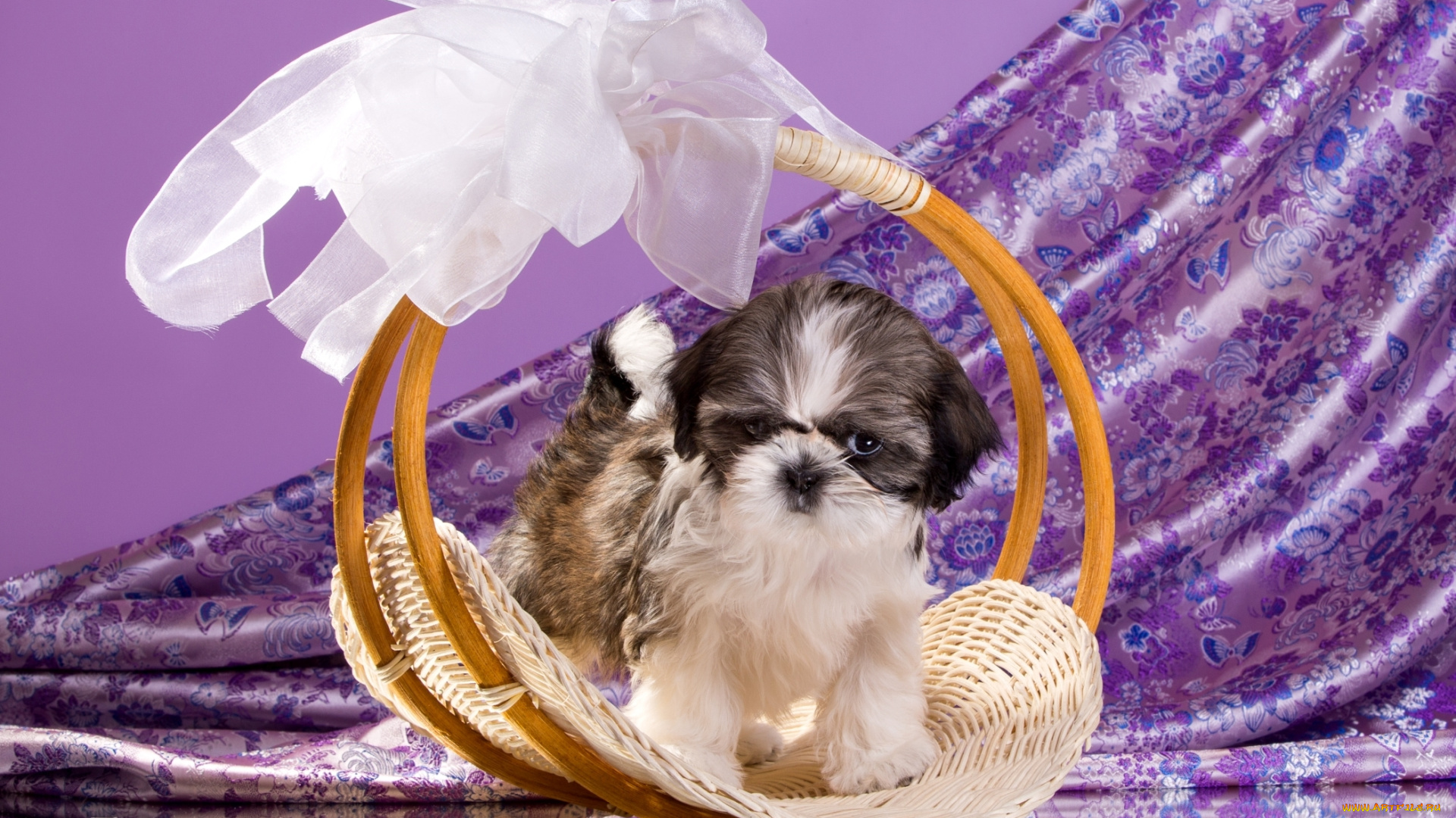 животные, собаки, щенок, ши-тцу, корзина, бант