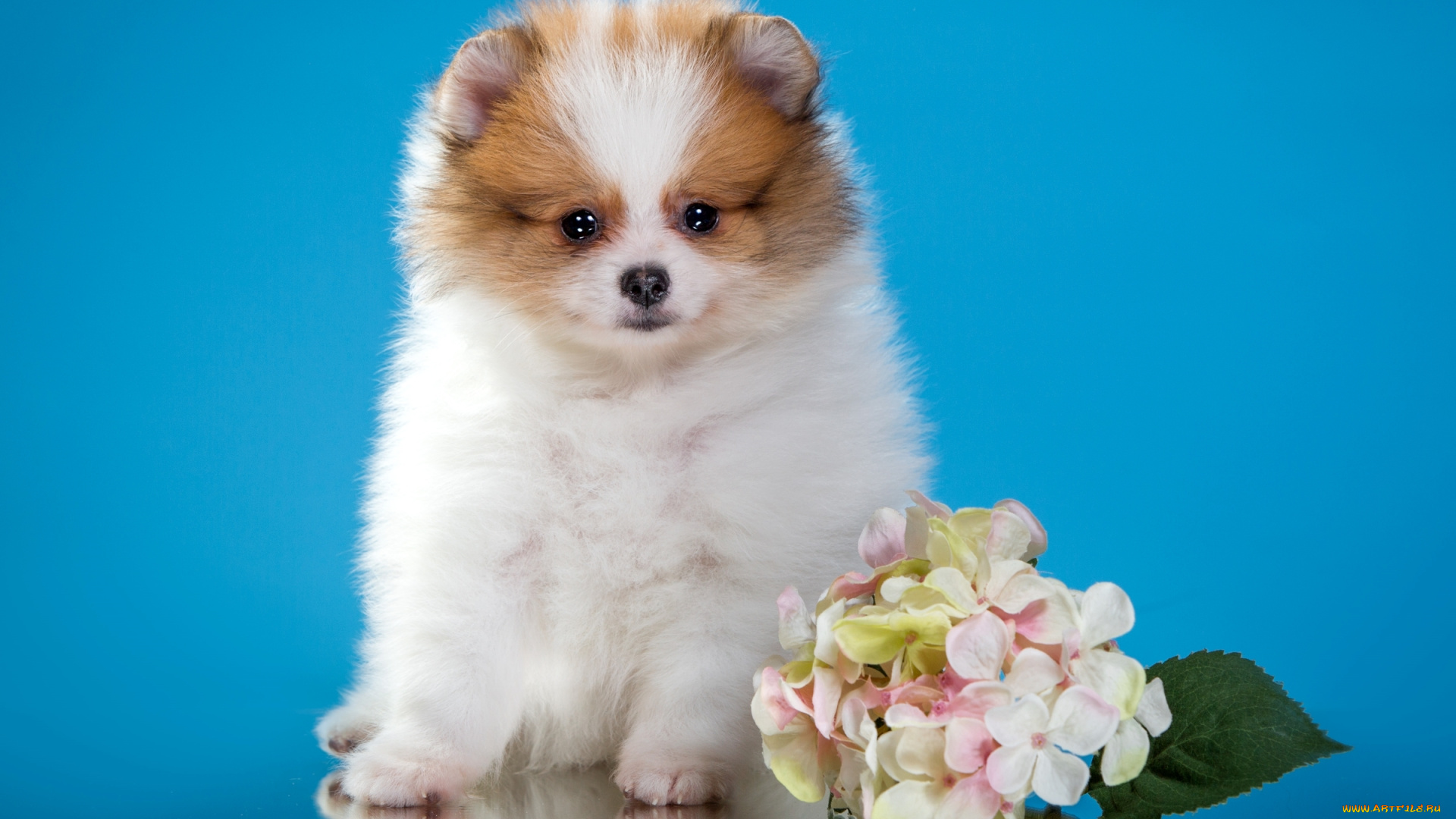 животные, собаки, щенок, шпиц, милый, цветы