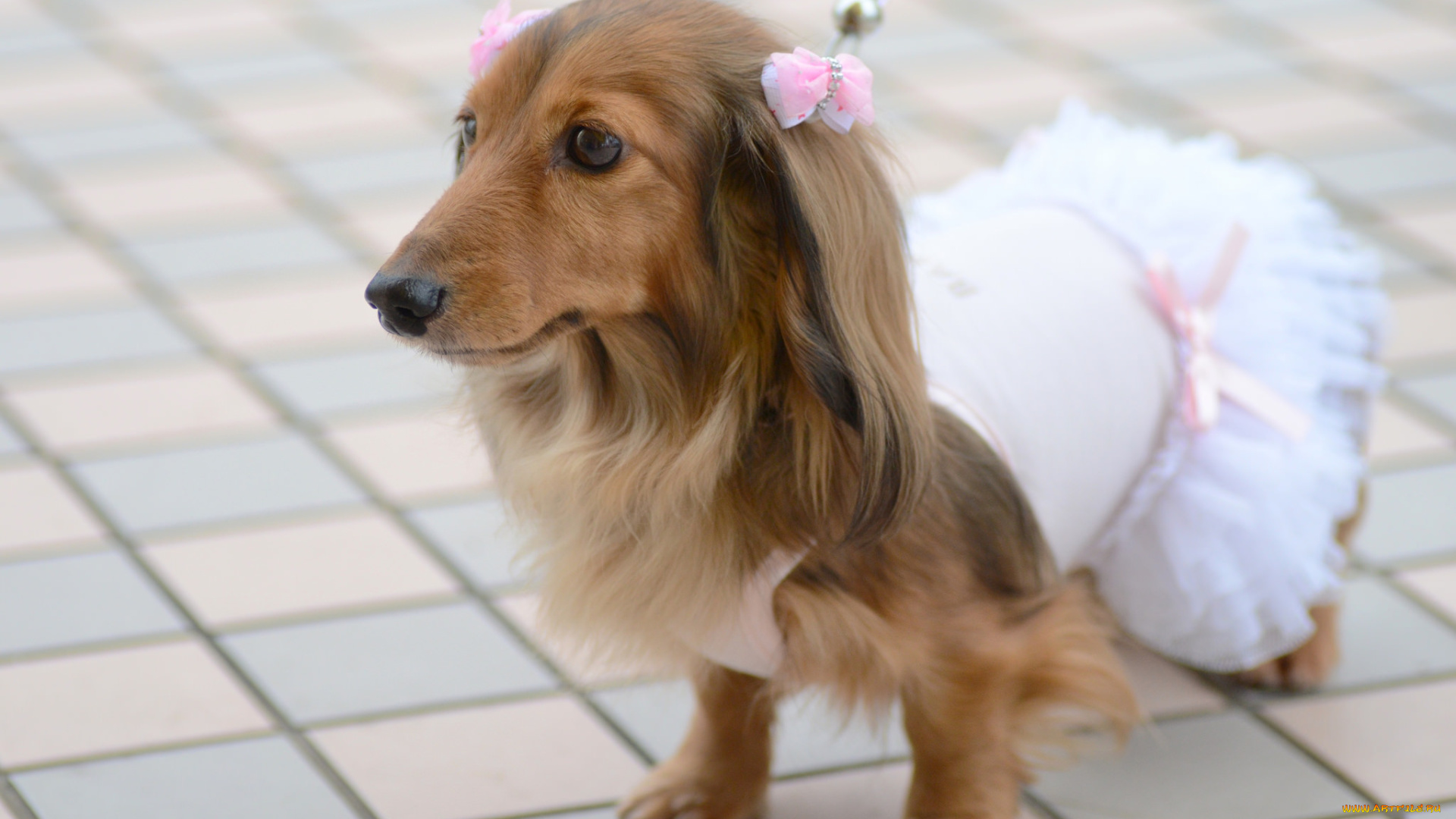 животные, собаки, собака, принцесса, бантики, платье, такса