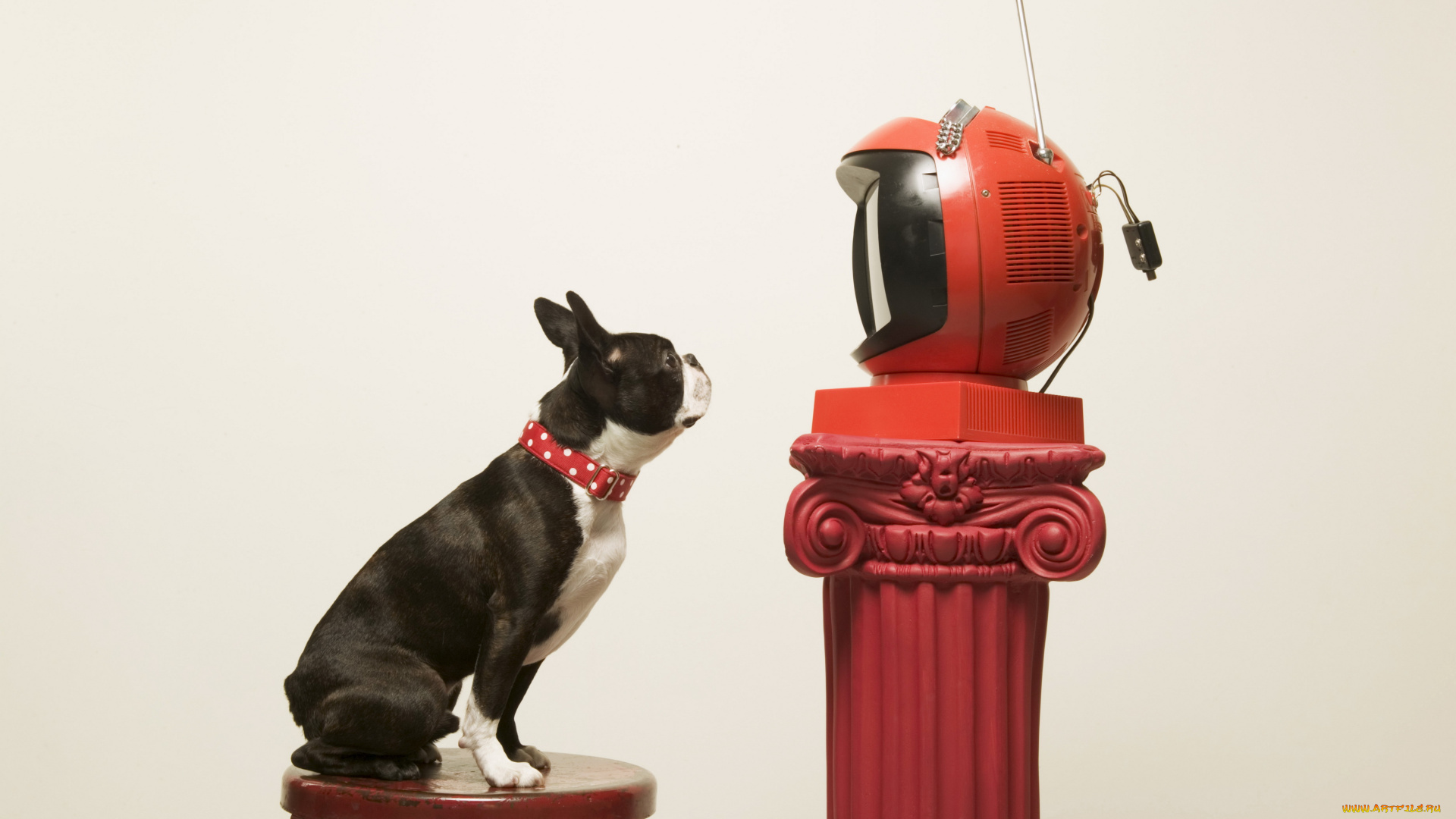 животные, собаки, телевизор, щенок, собака