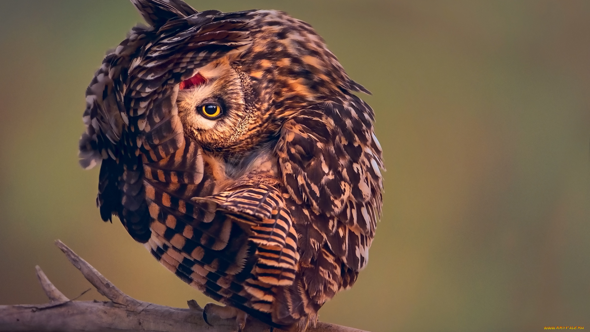 животные, совы, фон, сова, птица, глаз, взгляд