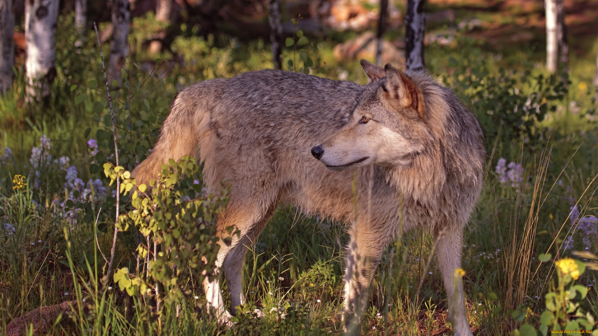 животные, волки, , койоты, , шакалы, волк, лето, хищник