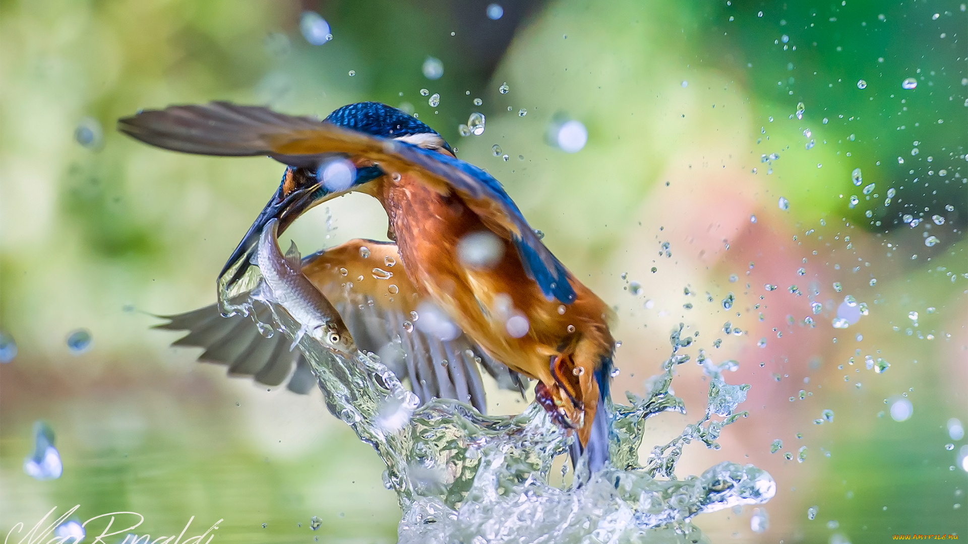 животные, зимородки, птица, обыкновенный, зимородок, alcedo, atthis, kingfisher, улов, рыба, вода, брызги