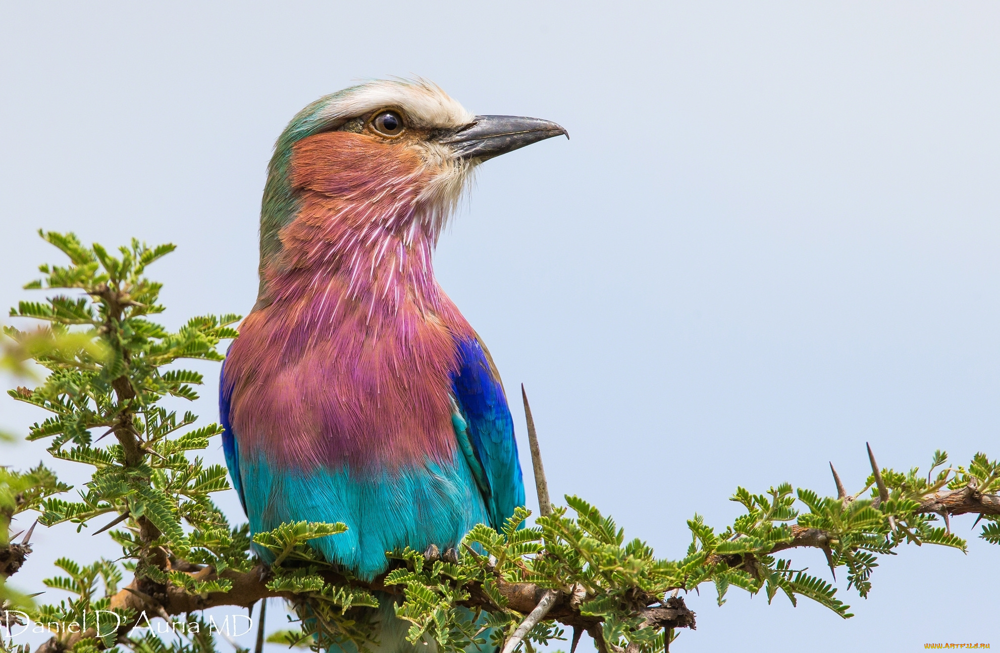 животные, птицы, птица, яркая, пестрая