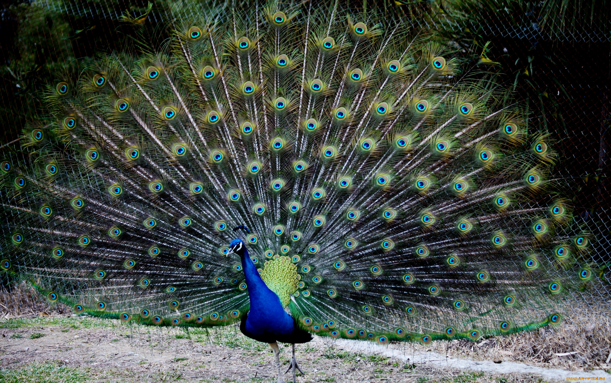 животные, павлины, перья, хвост