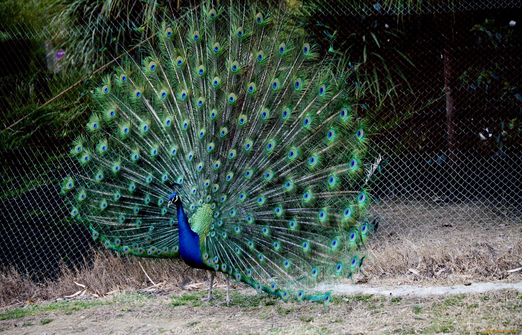животные, павлины, перья, хвост