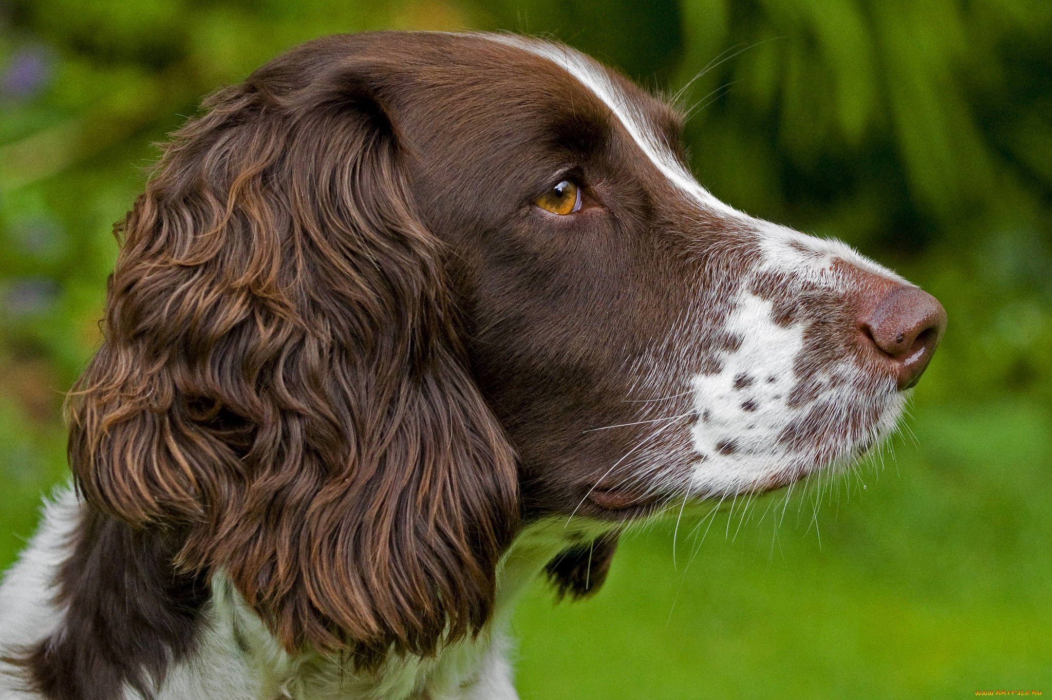 животные, собаки, пес