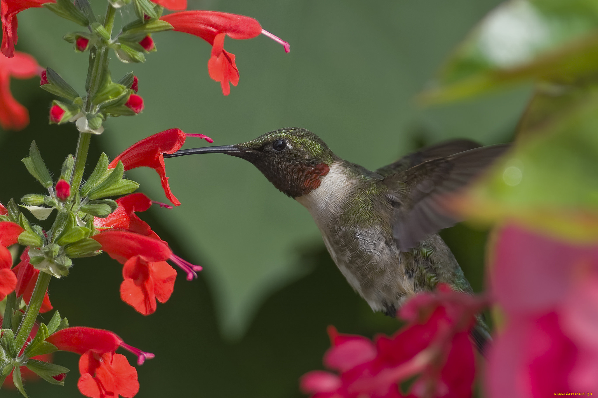 животные, колибри, цветы, красные, птица, птичка, фон