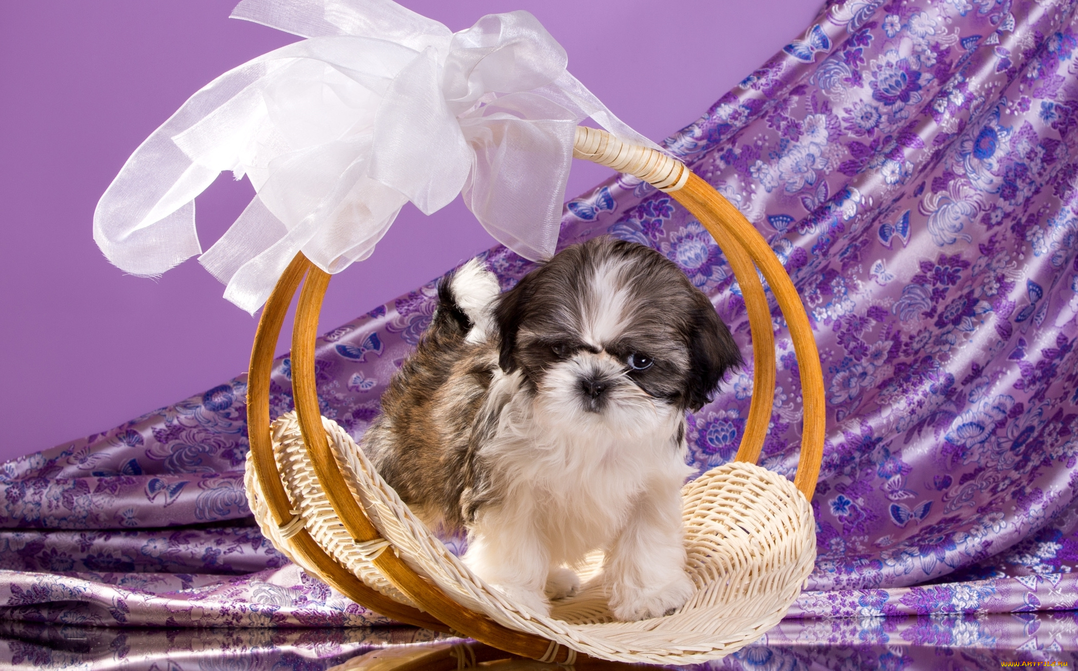 животные, собаки, щенок, ши-тцу, корзина, бант