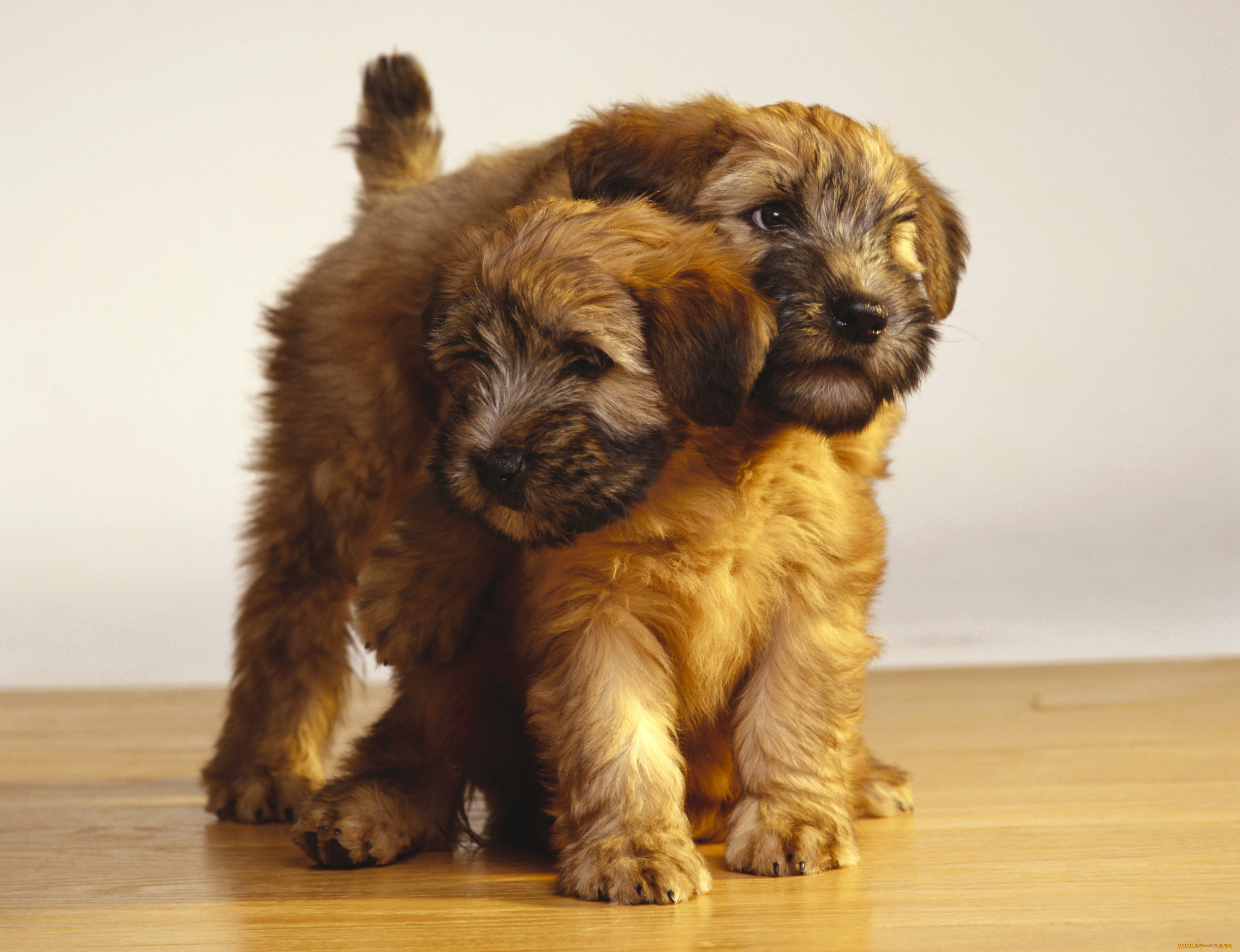 животные, собаки, щенки, двое