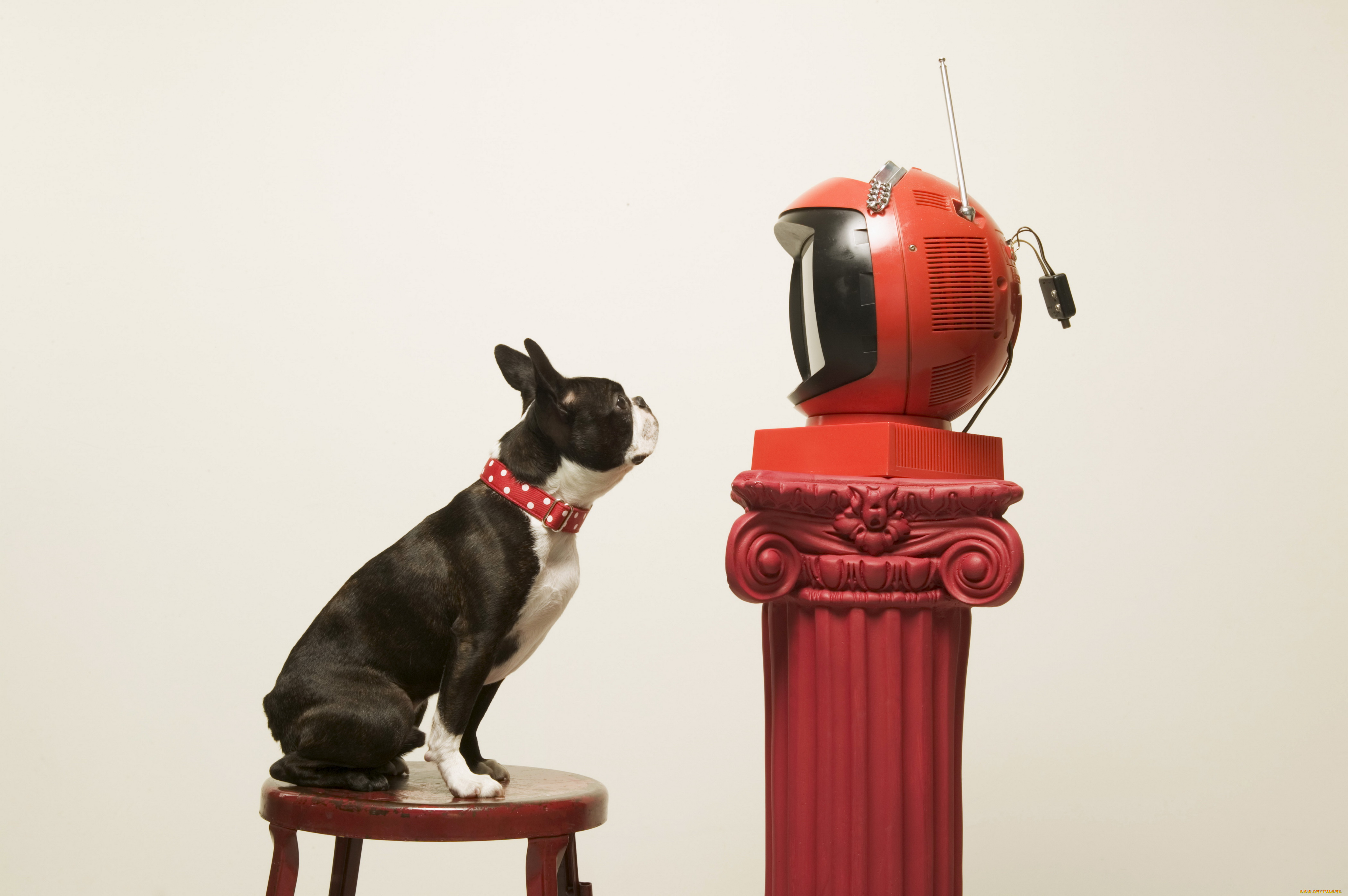 животные, собаки, телевизор, щенок, собака