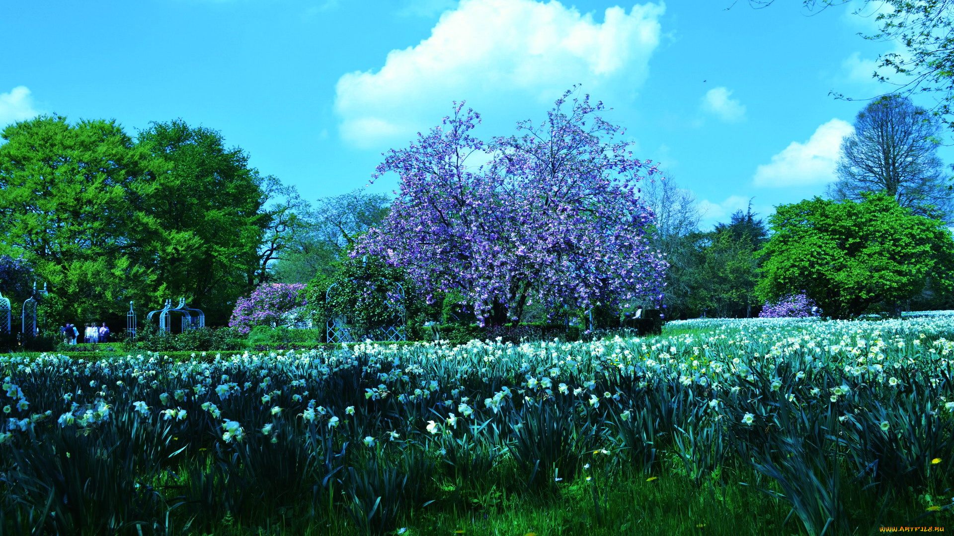 природа, парк, нарциссы, весна