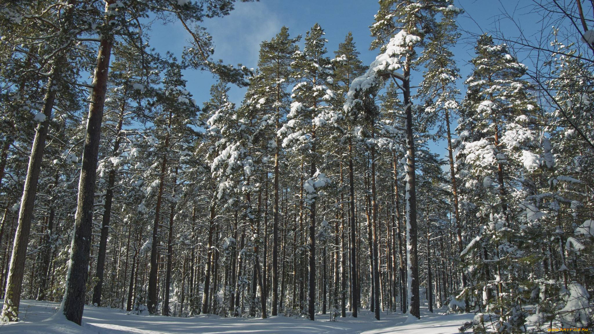 природа, зима, снег