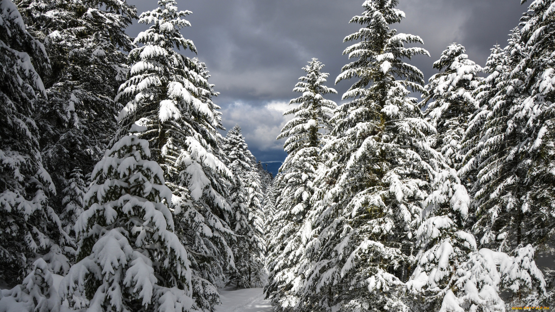 природа, зима, снег