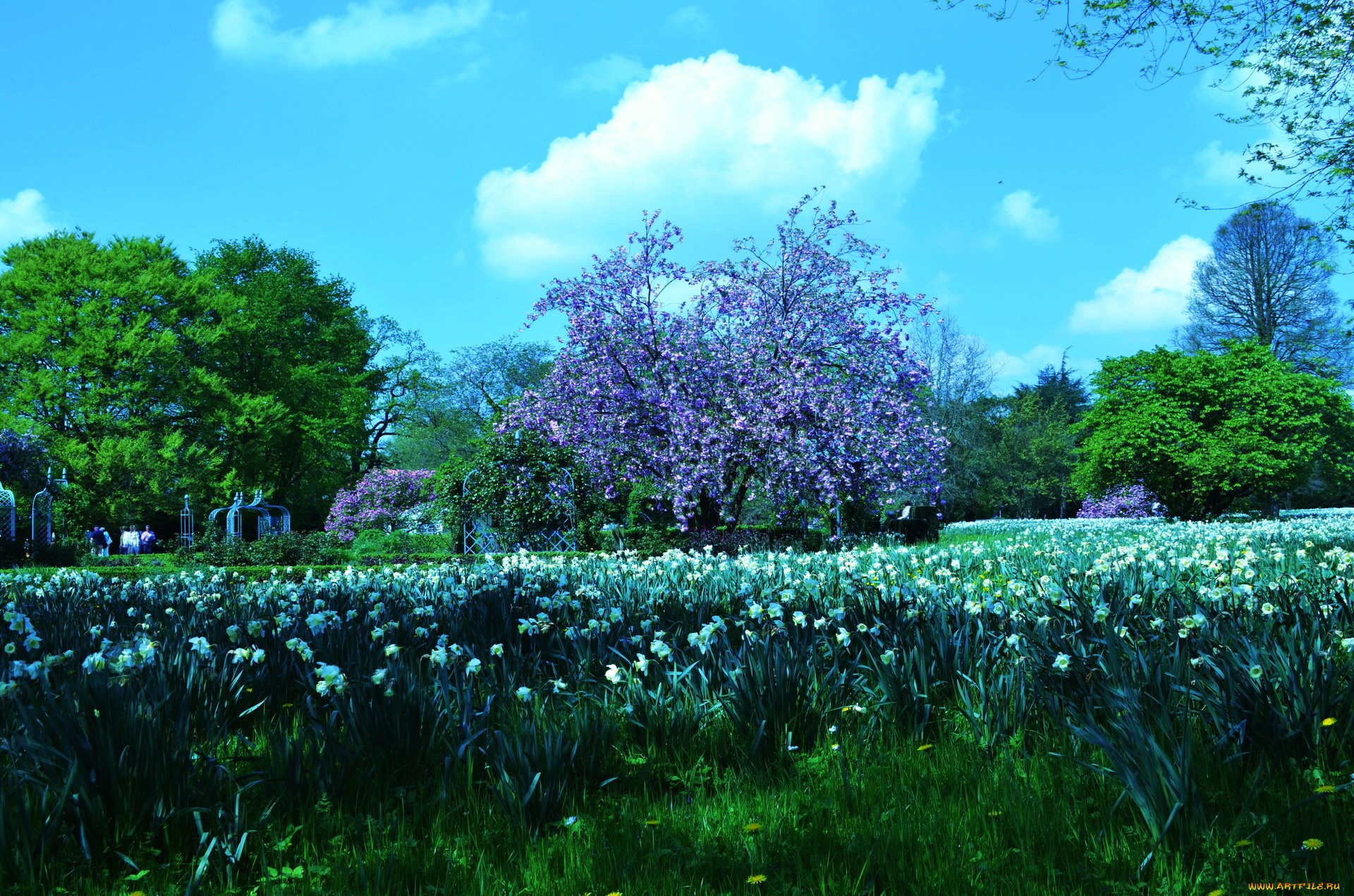 природа, парк, нарциссы, весна