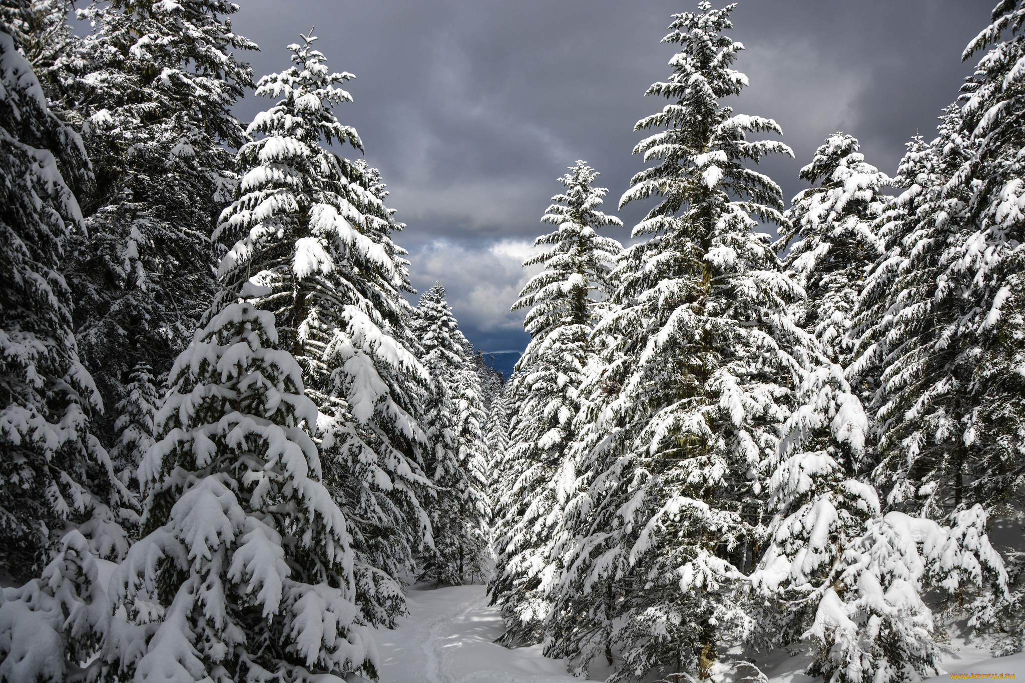 природа, зима, снег