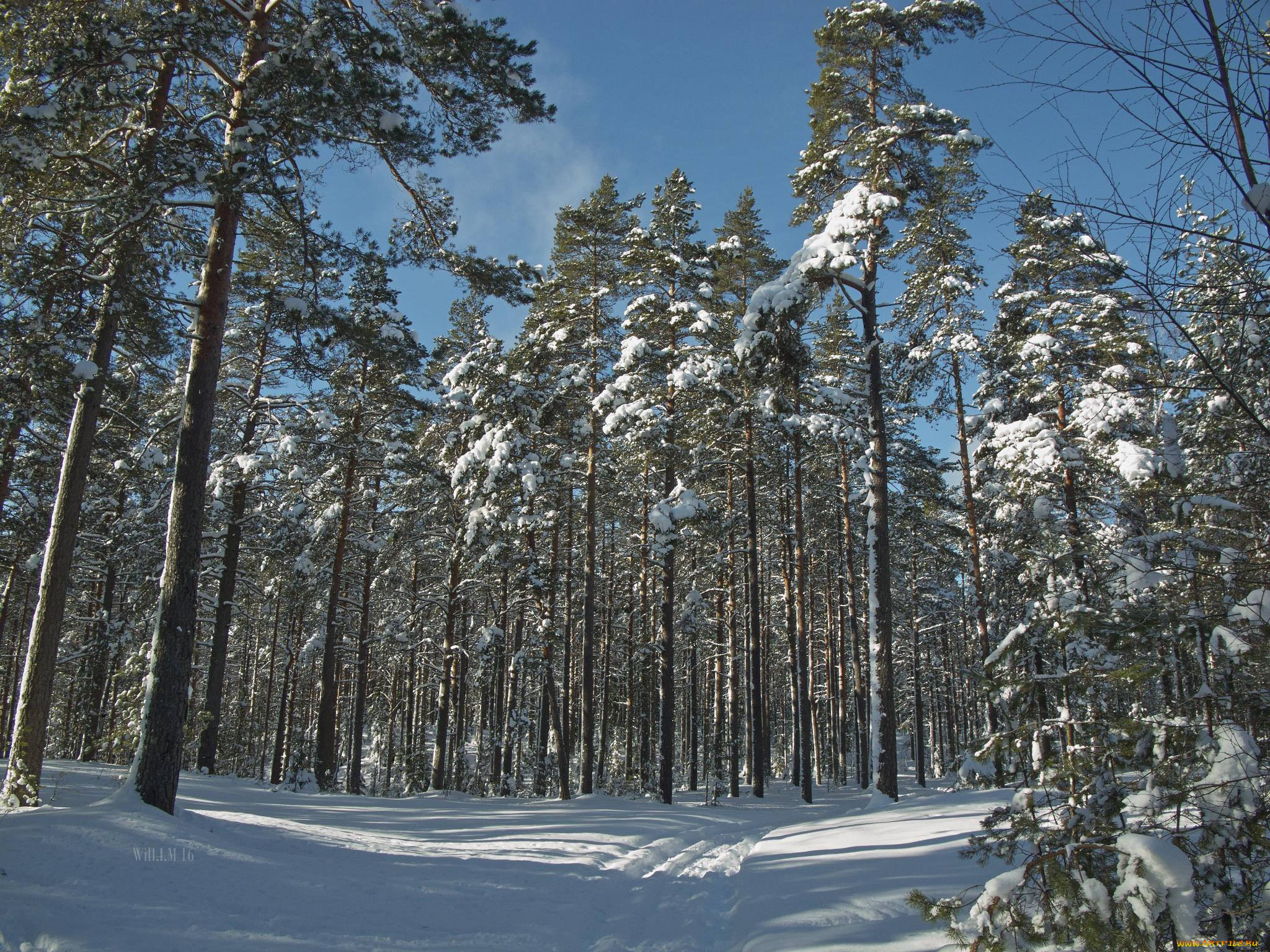 природа, зима, снег