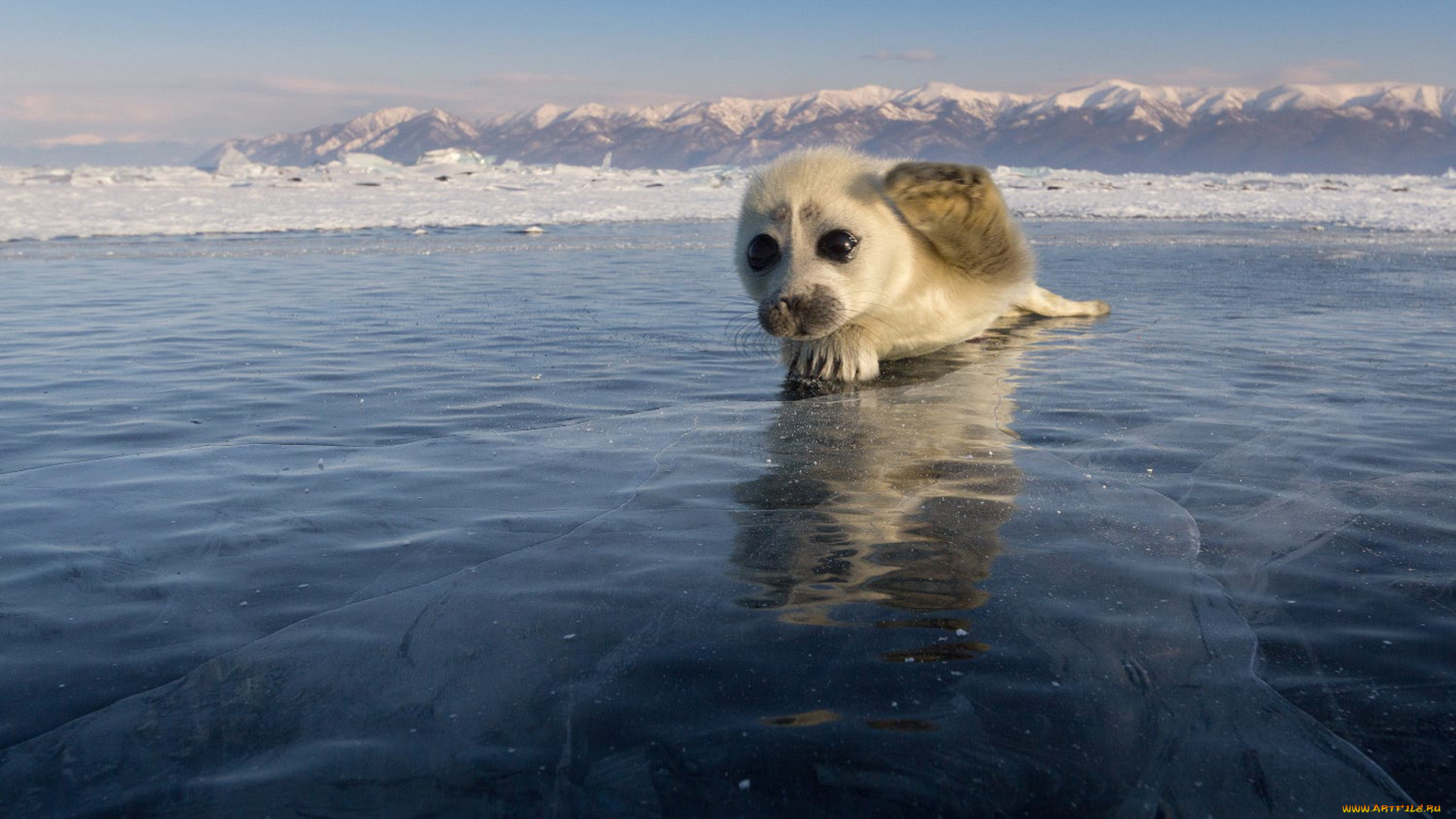 байкальская, нерпа, животные, тюлени, , морские, львы, , морские, котики, нерпа, байкальская, малыш, детёныш, лёд, байкал