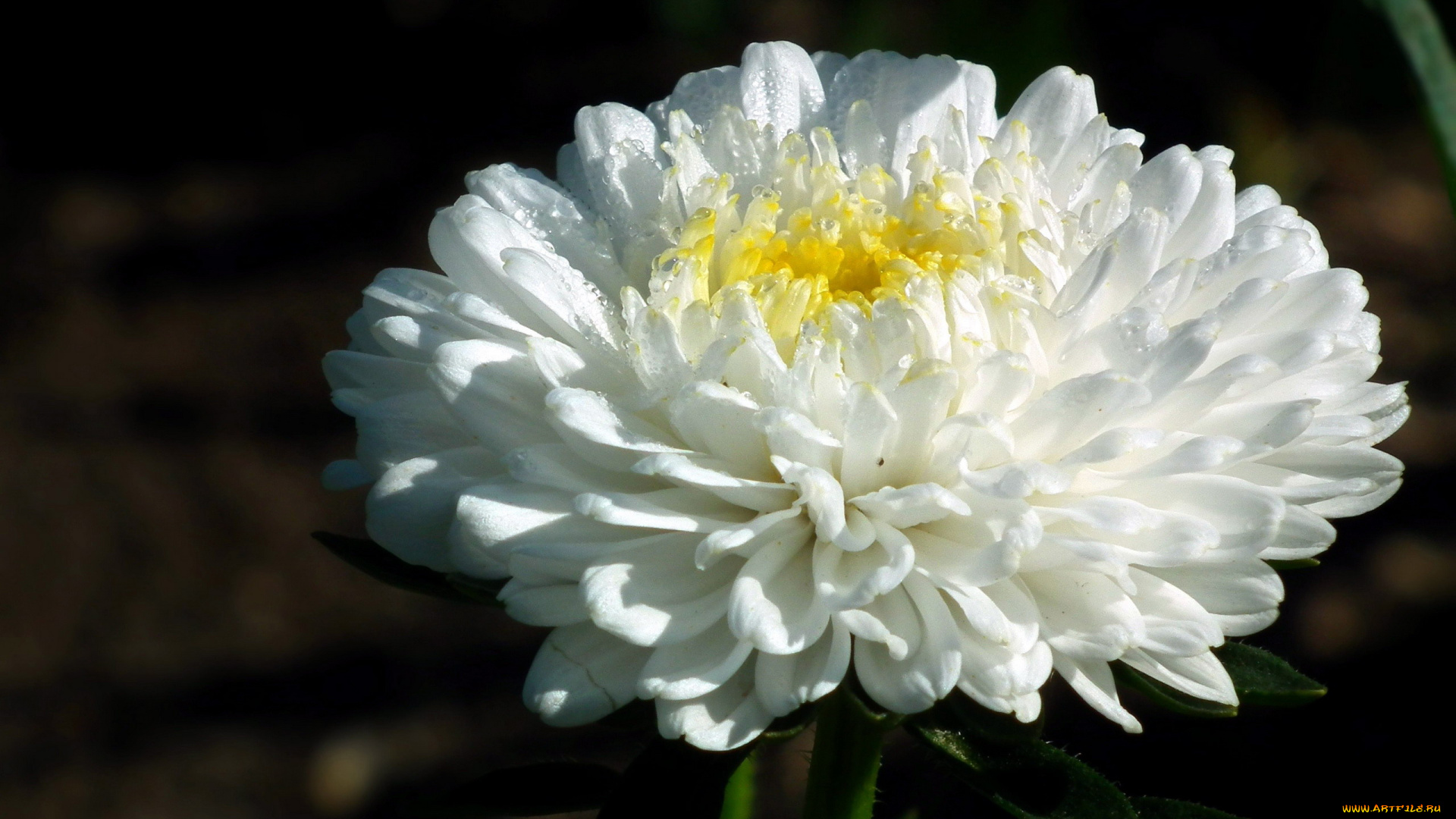 цветы, астры, розовый, макро