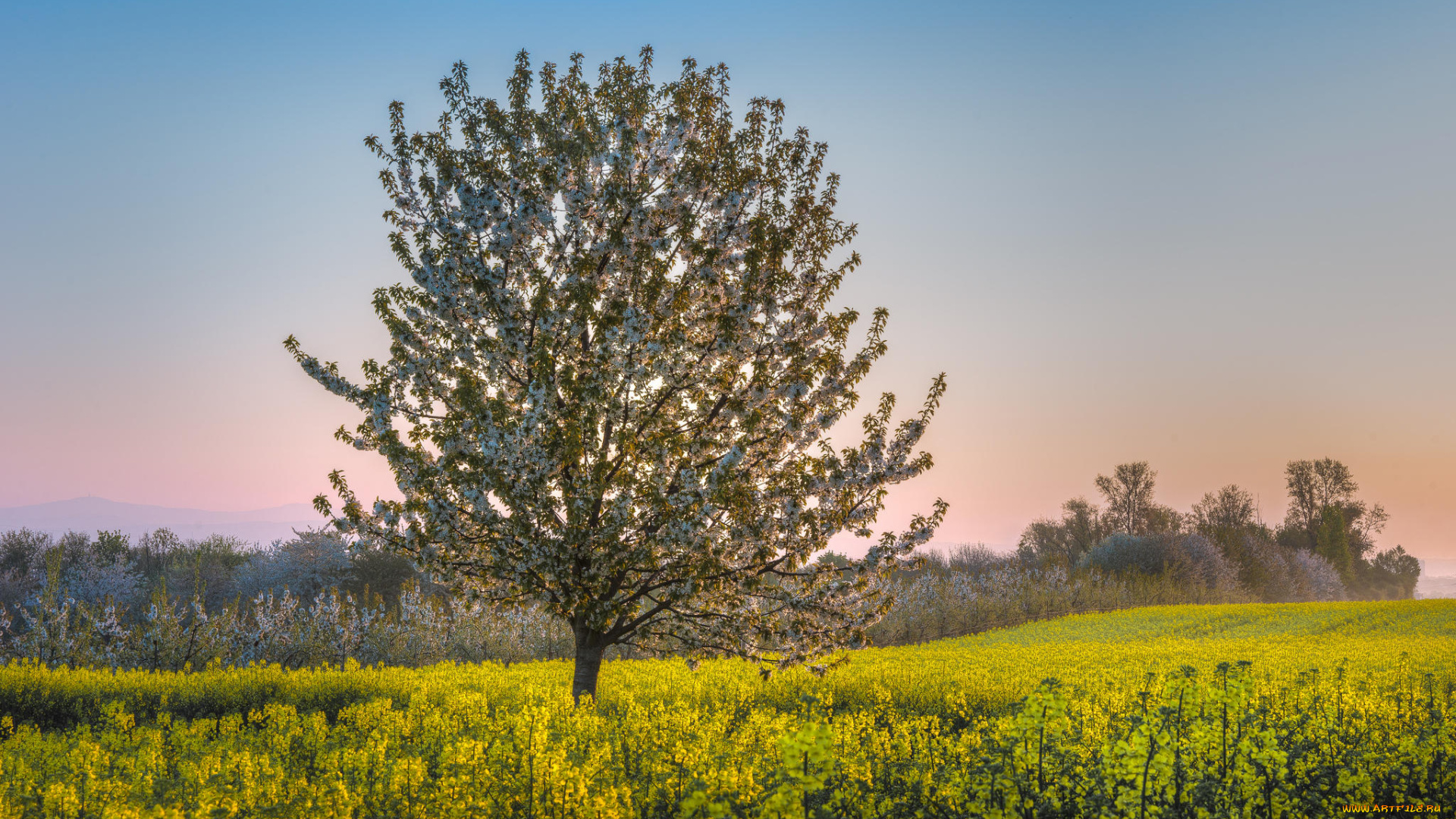 цветы, цветущие, деревья, , , кустарники, дерево