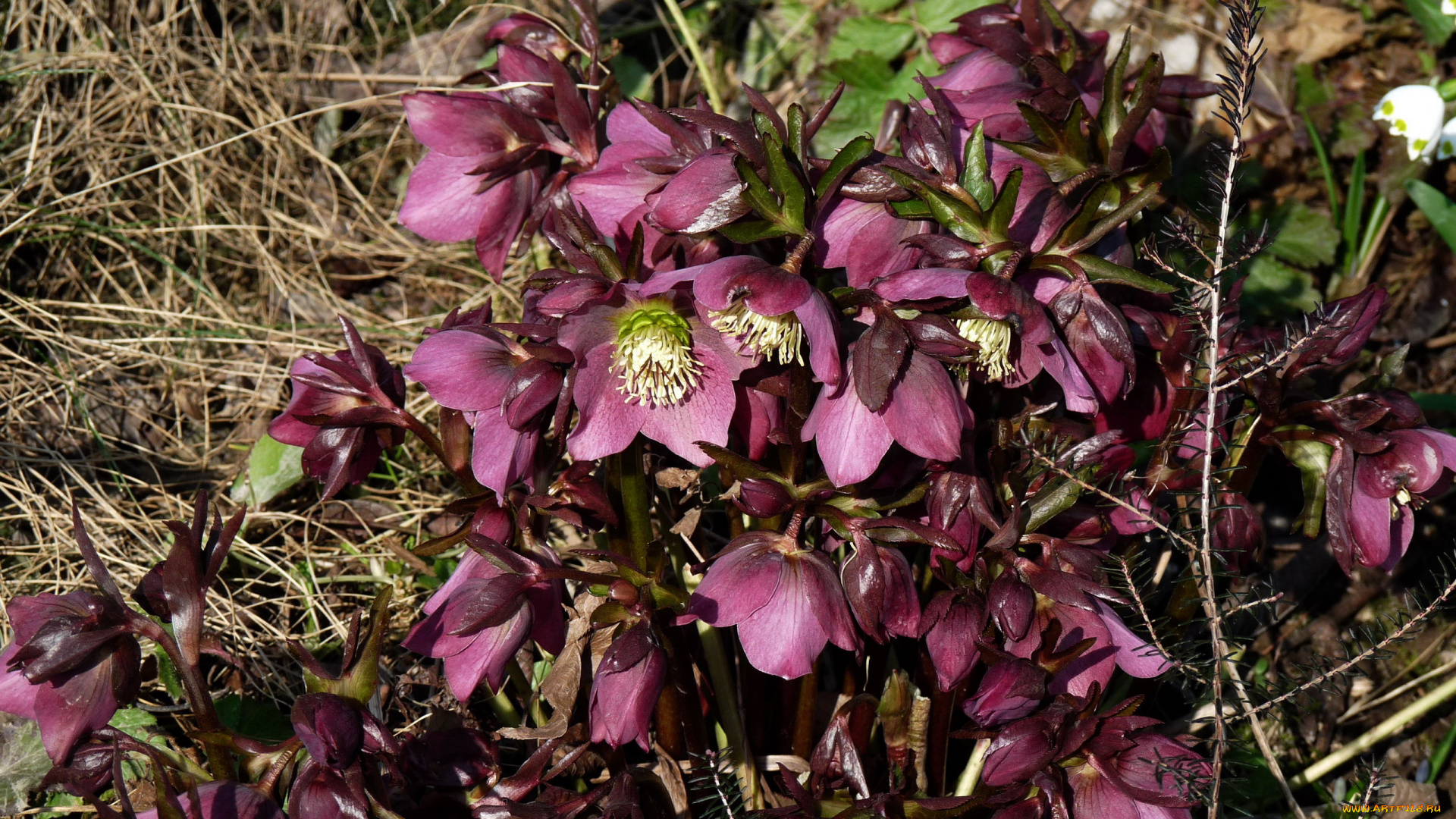 цветы, геллеборус, , морозник, первцветы