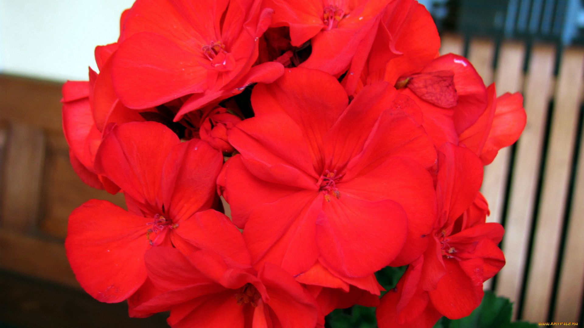 цветы, герань, алый