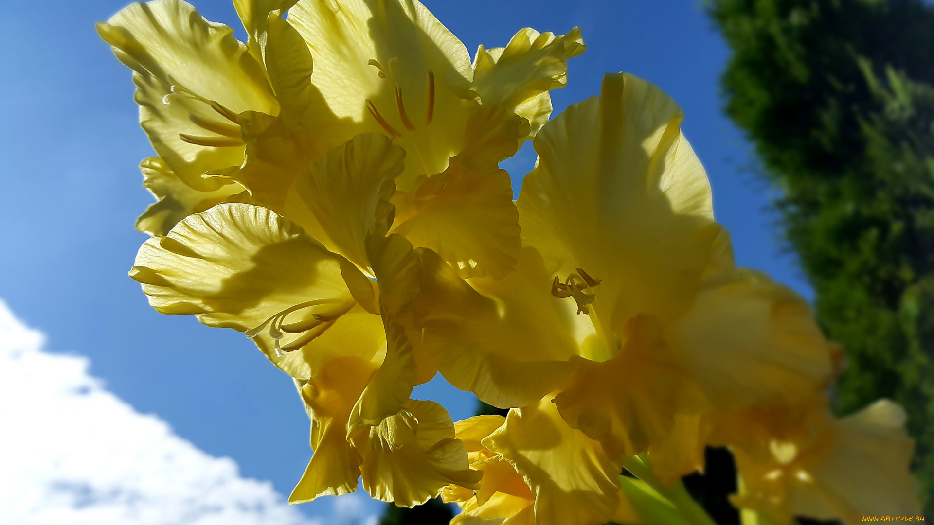 цветы, гладиолусы, желтый