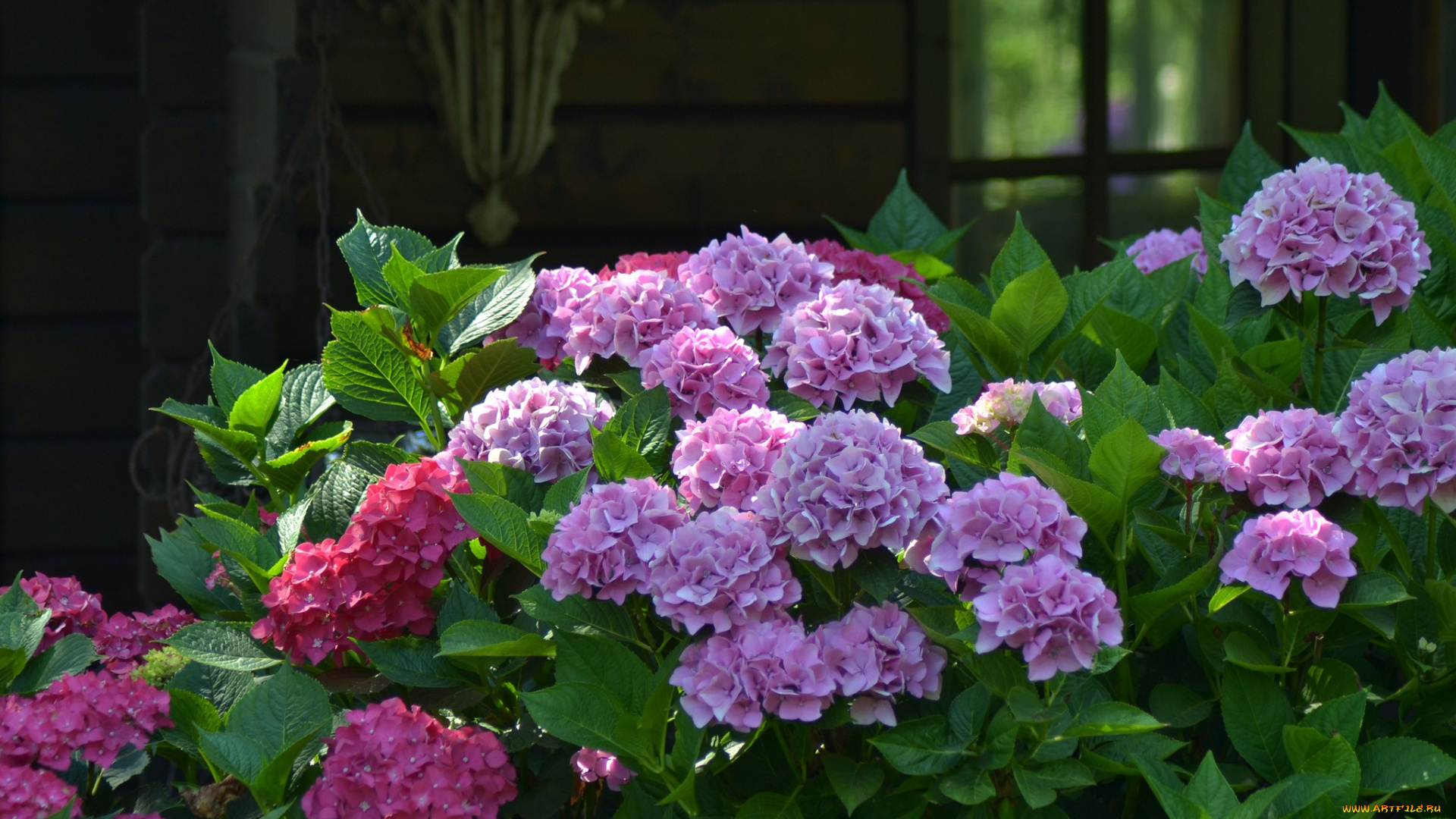 цветы, гортензия