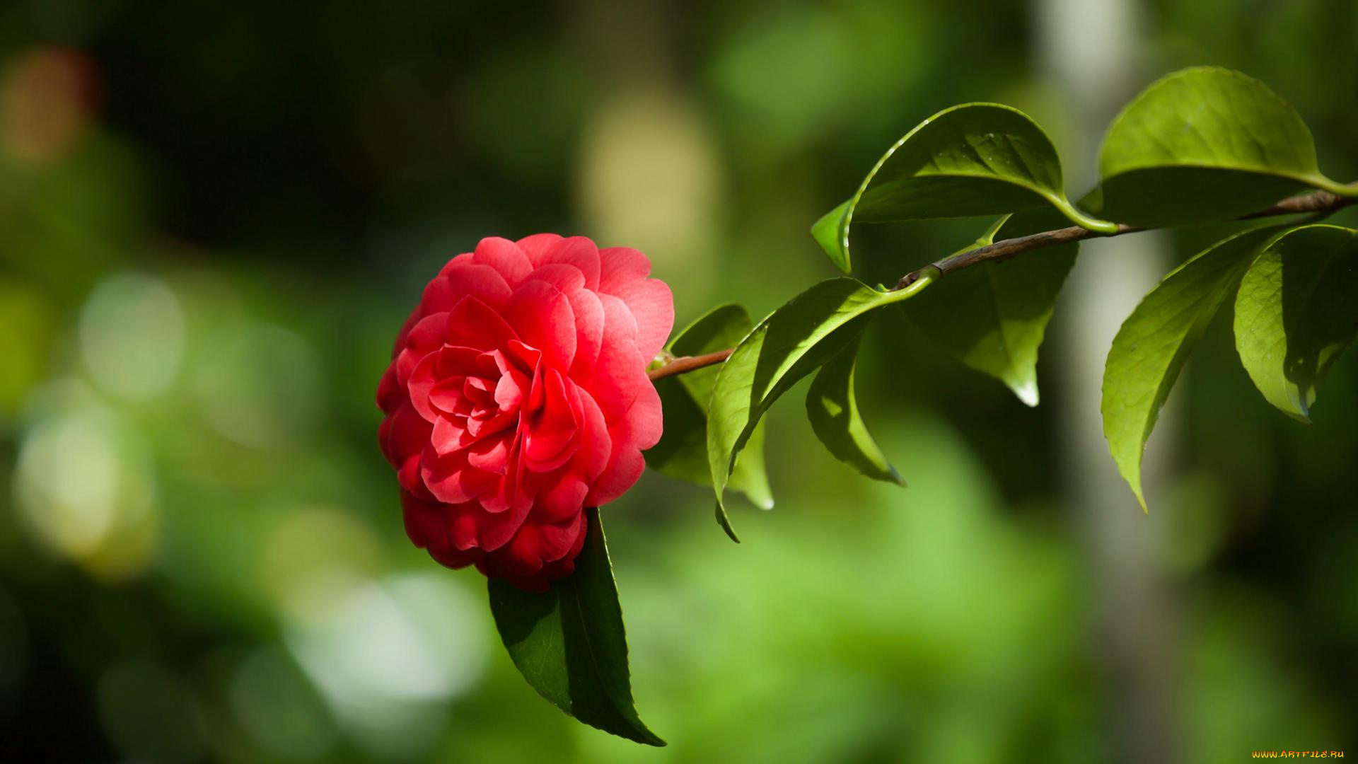 цветы, камелии, камелия, цветок, флора