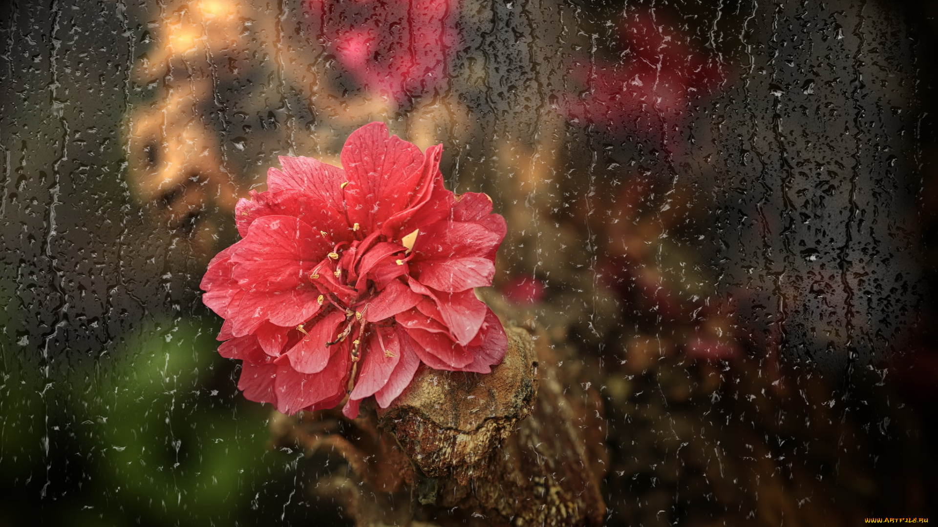 цветы, камелии, капли, стекло, цветок