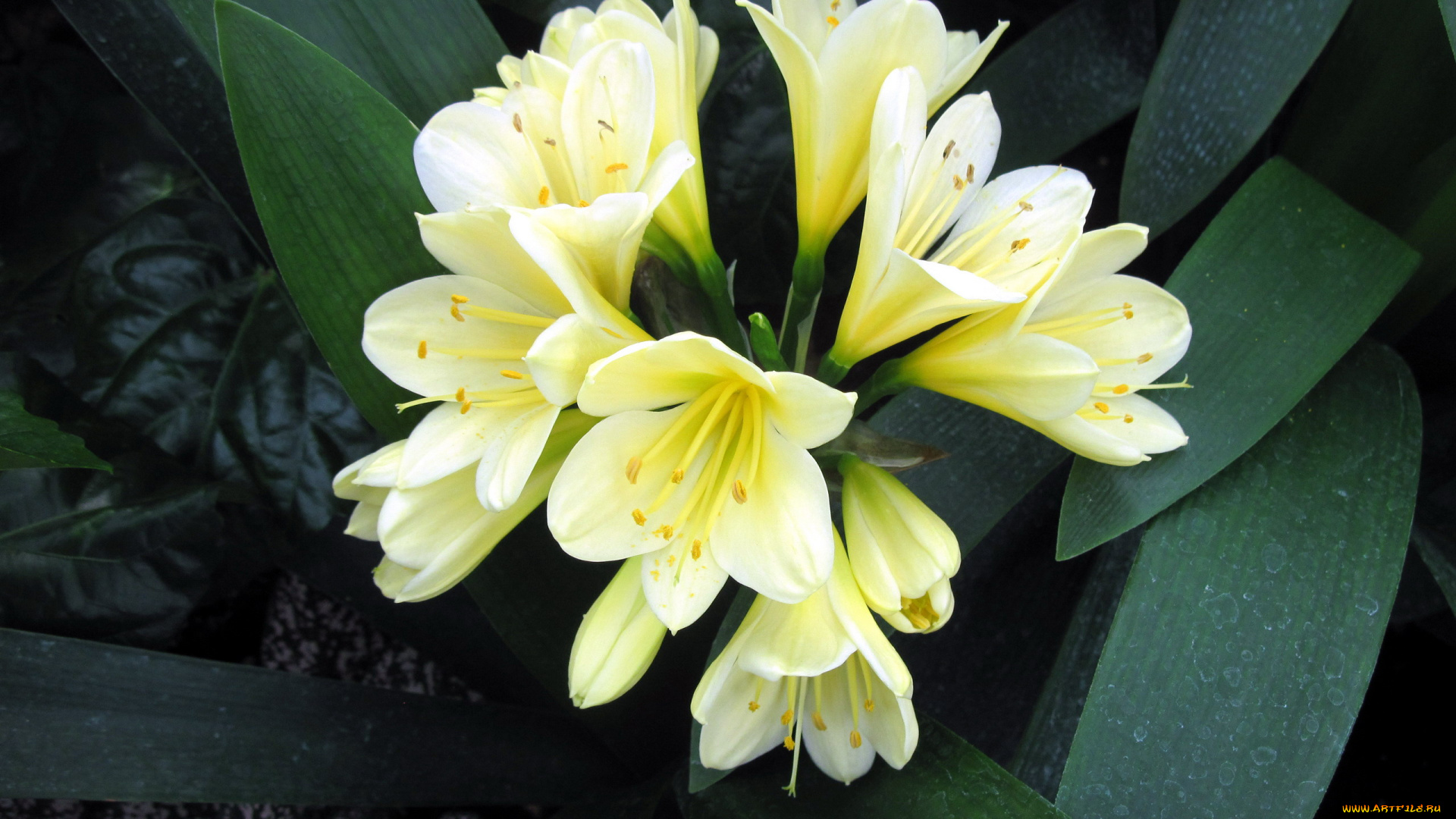 цветы, кливия, соцветие