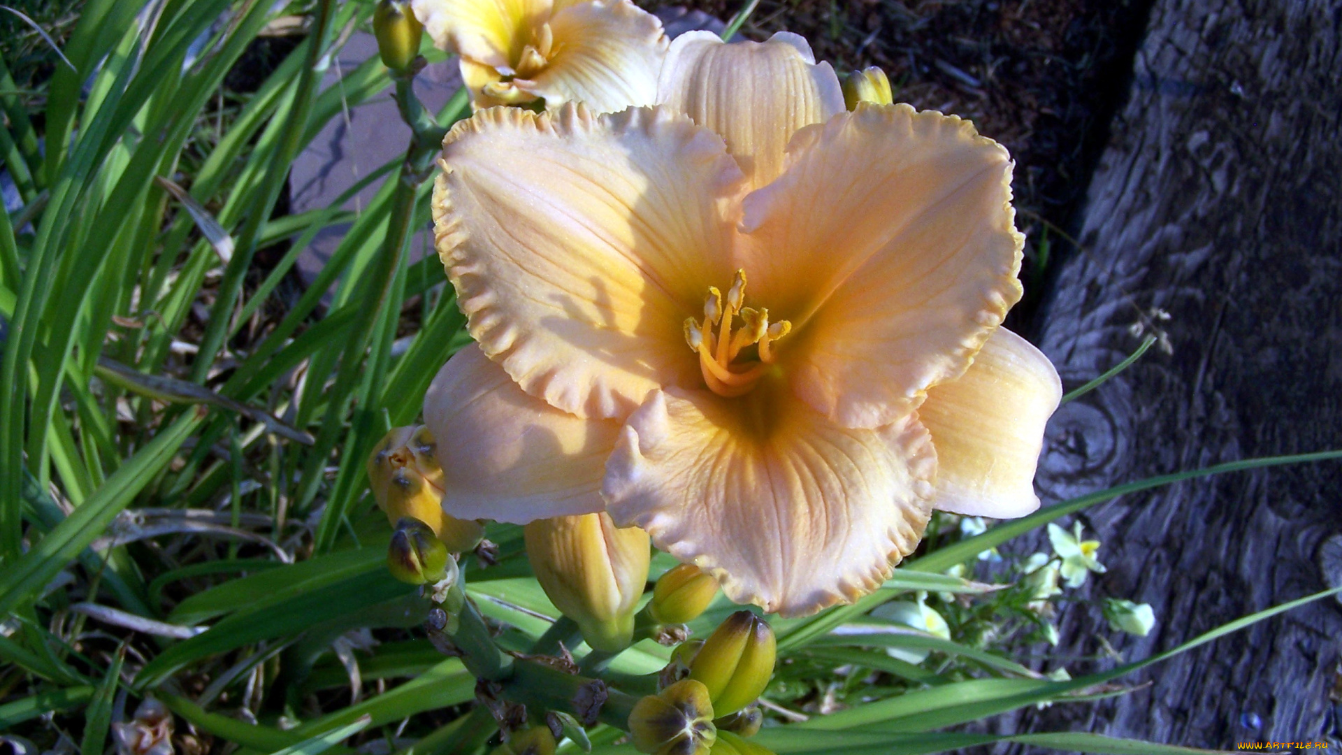 цветы, лилии, , лилейники, лилейник