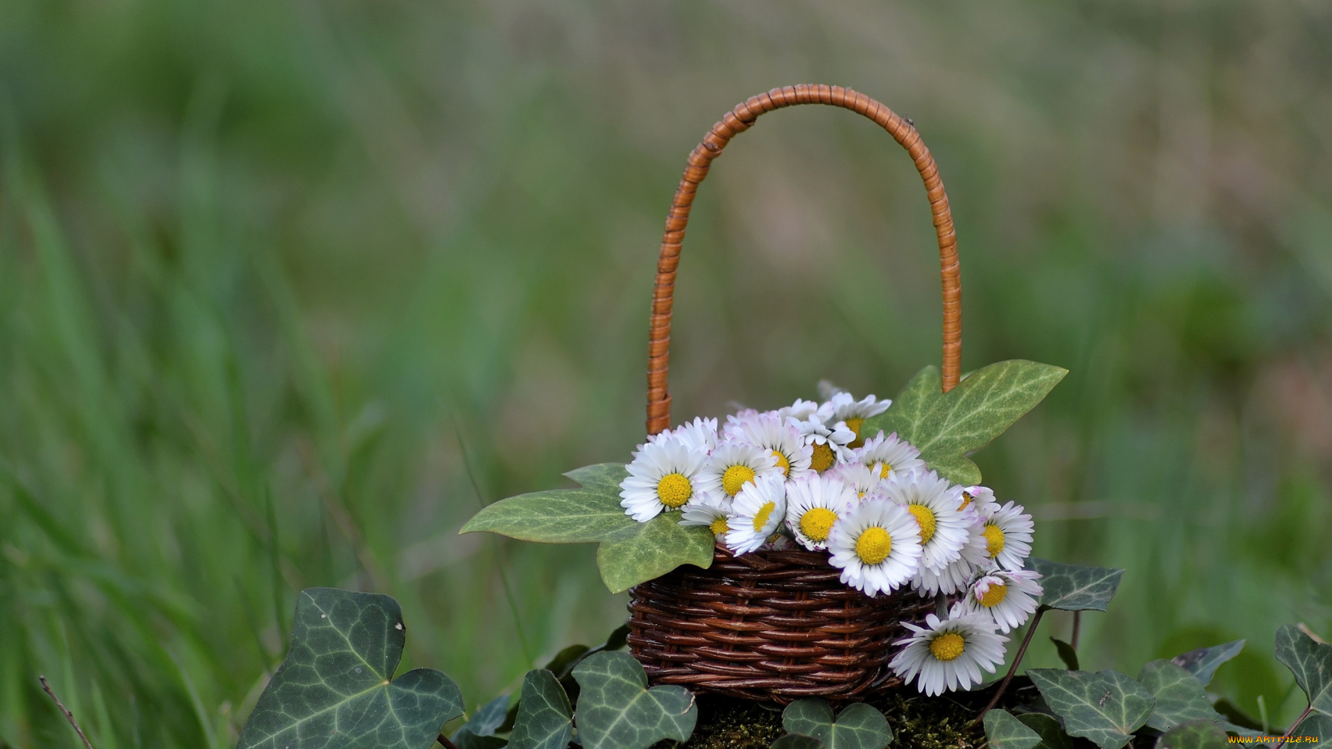 цветы, маргаритки, плющ, корзинка