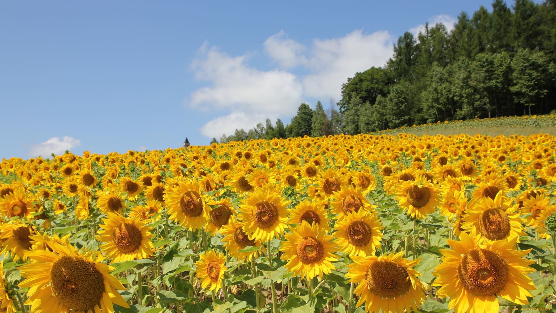 цветы, подсолнухи