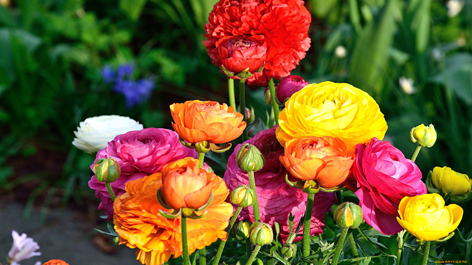 цветы, ранункулюс, , азиатский, лютик, разноцветные