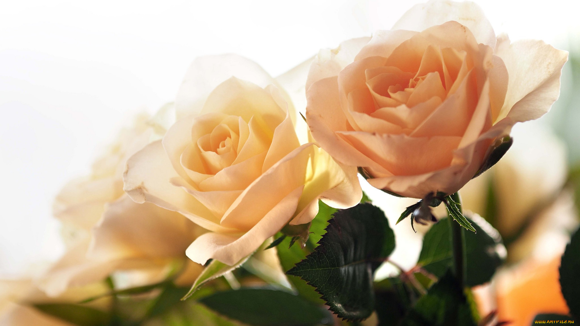 цветы, розы, букет, жёлтые, боке