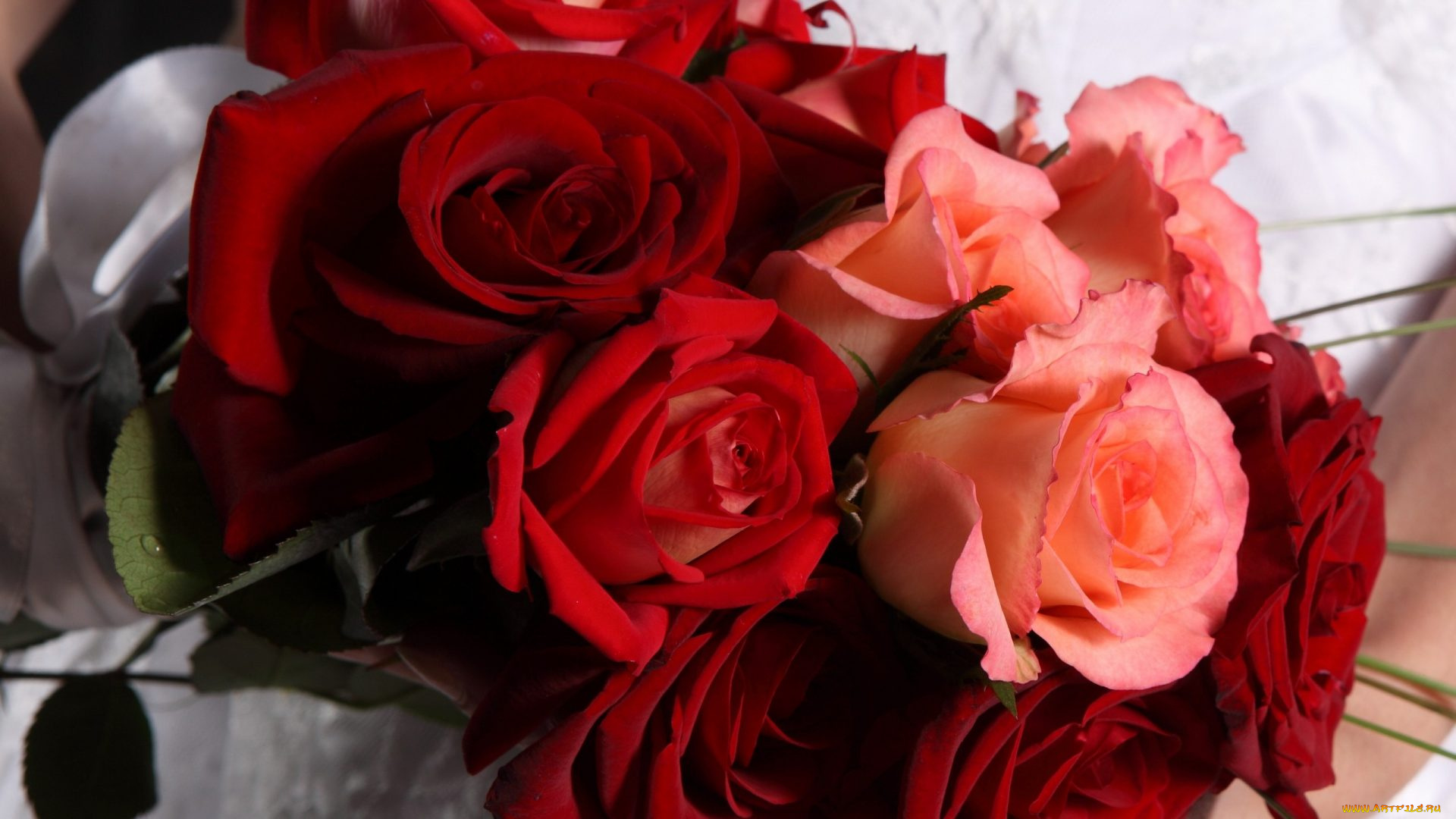 цветы, розы, бутоны