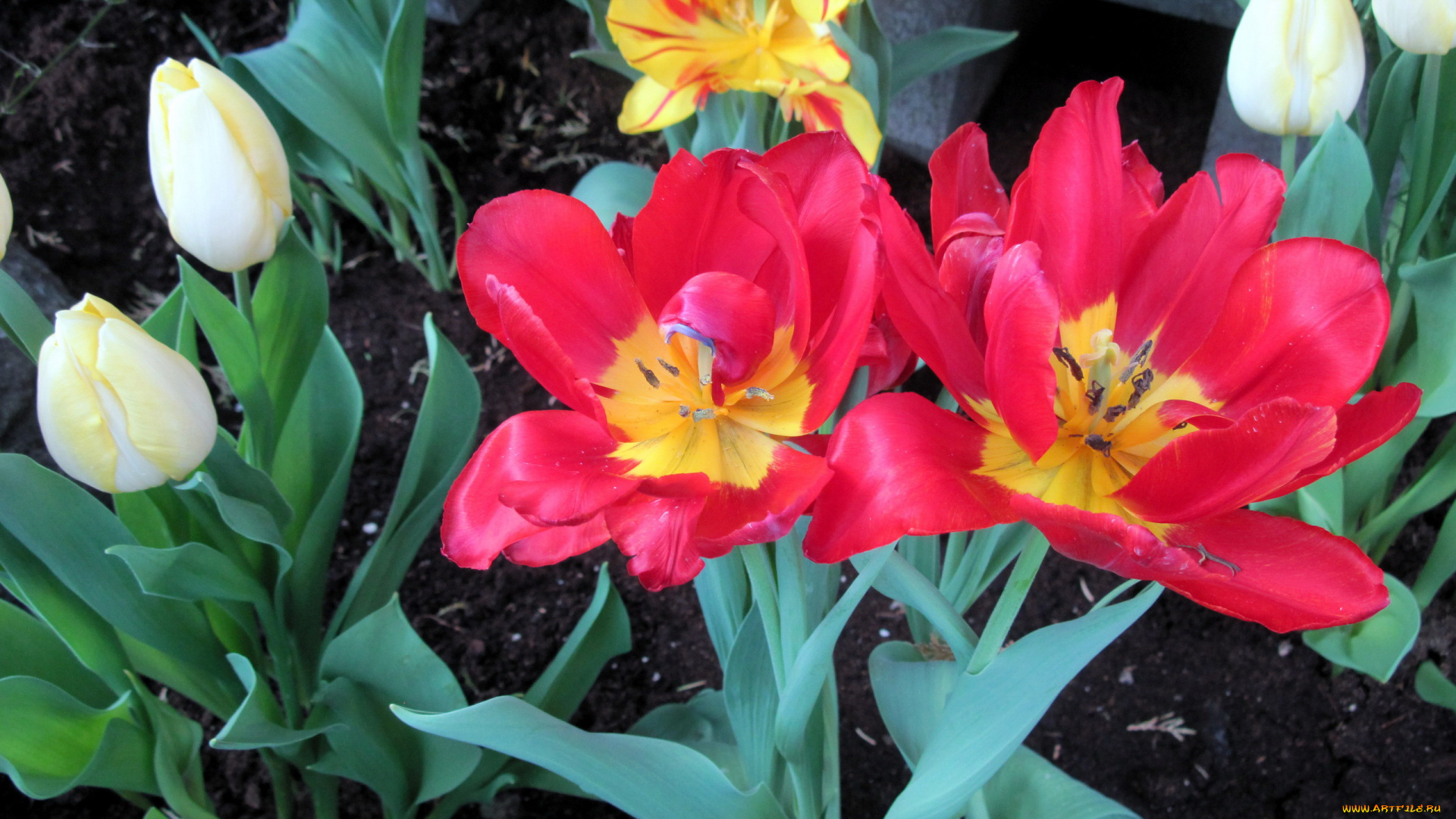 цветы, тюльпаны, бутоны