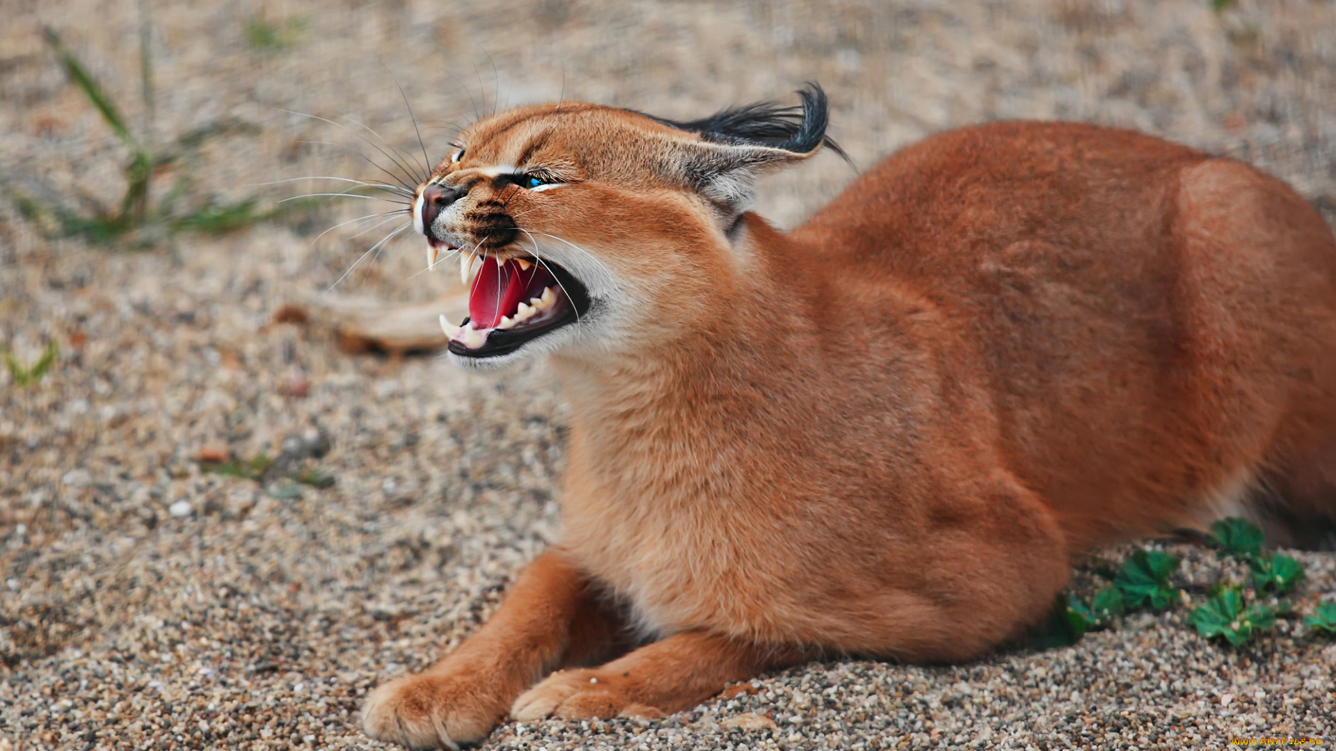 каракал, животные, рыси, рысь, степная, кошачьи, хищник