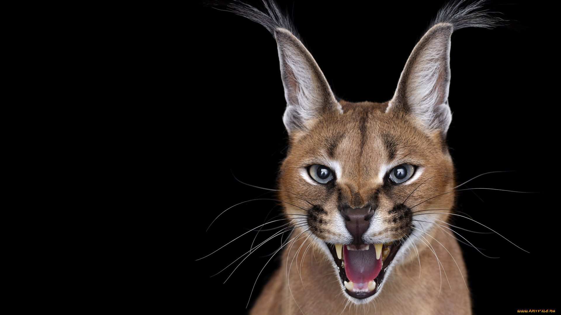 каракал, животные, рыси, рысь, степная, кошачьи, хищник