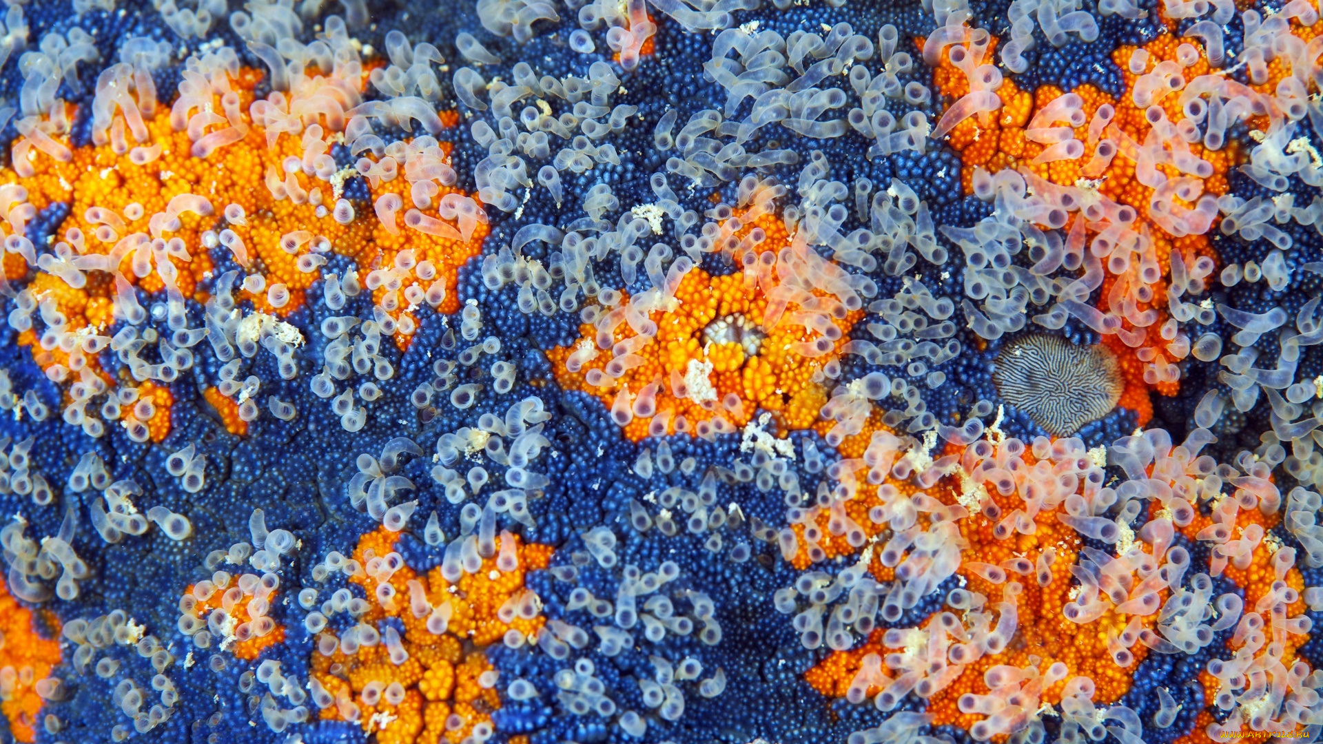 кожа, дальневосточной, морской, звезды, паттирии, гребешковой, животные, морские, звёзды, макро, морская, звезда